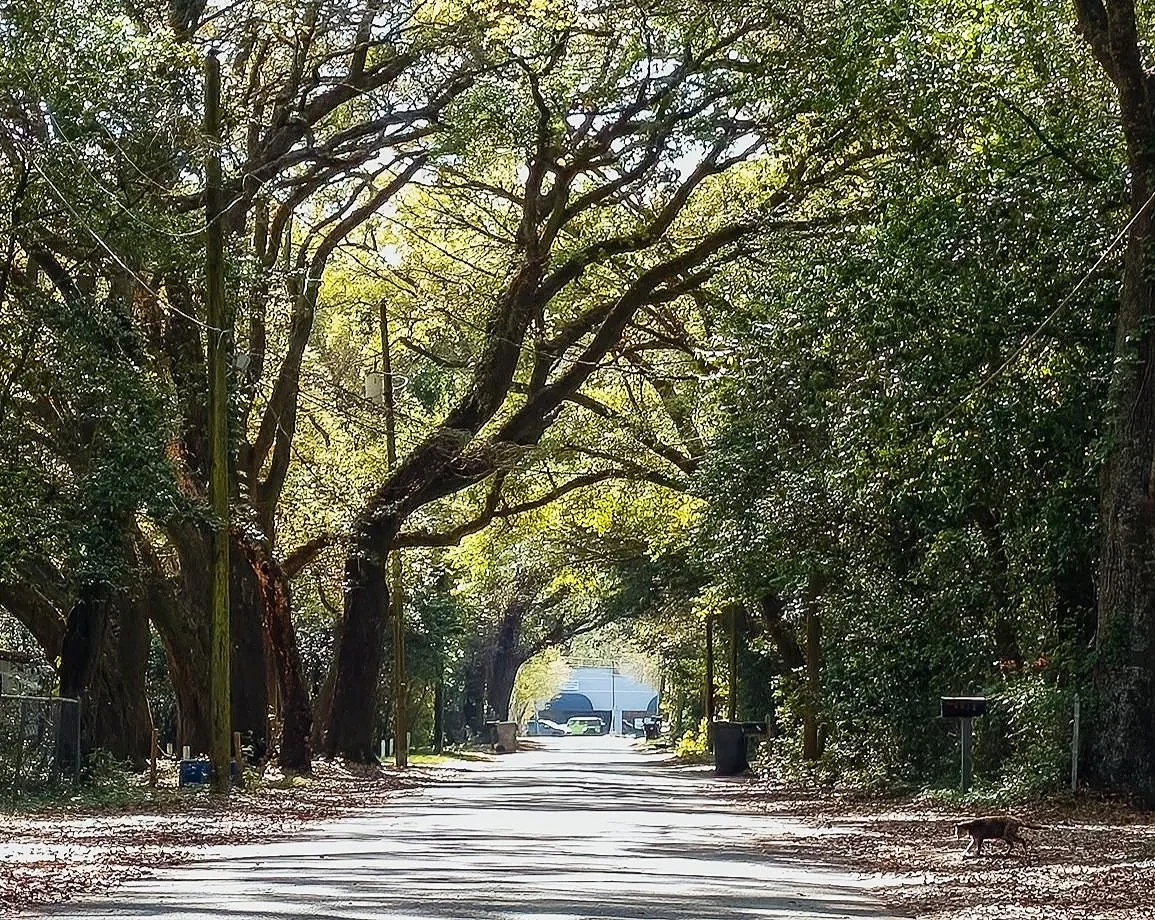 A quiet, tree-covered corridor leads toward Davis Highway in Pensacola, Florida, as a black cat prepares to cross the street. This urban nature photograph captures filtered light, tunnel-like depth, and a fleeting roadside moment along one of Pensaco