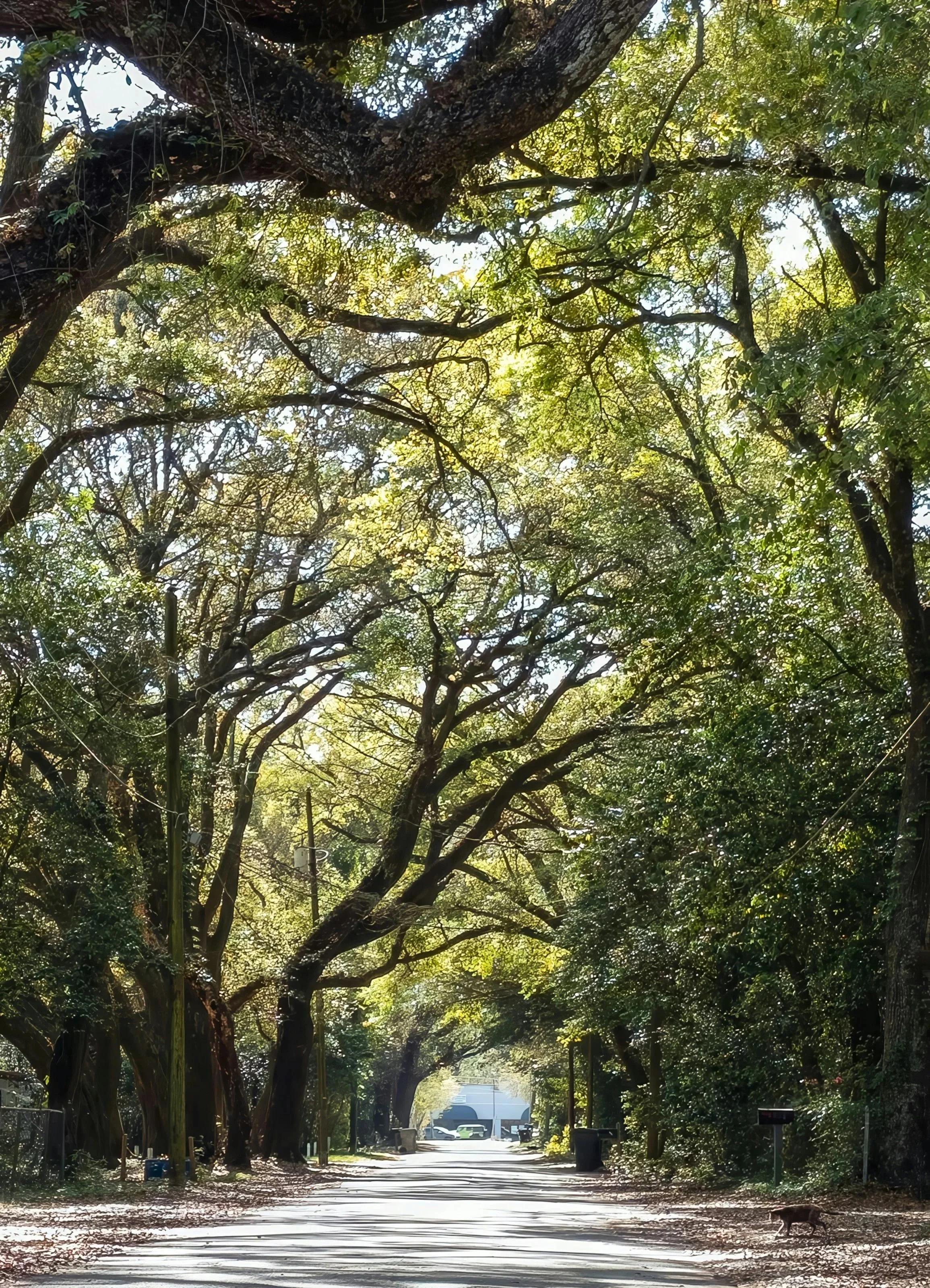 A shaded park path lined with large trees, with sunlight filtering through the leaves, benches, trash cans, and a cat walking along the trail.