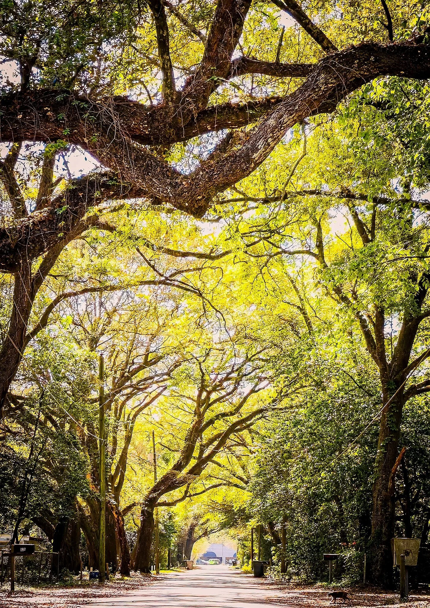 Road To Davis Highway, Pensacola, FL