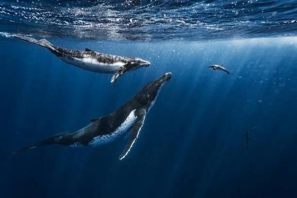How Can Whales Live for Over 200 Years Without Developing Cancer?