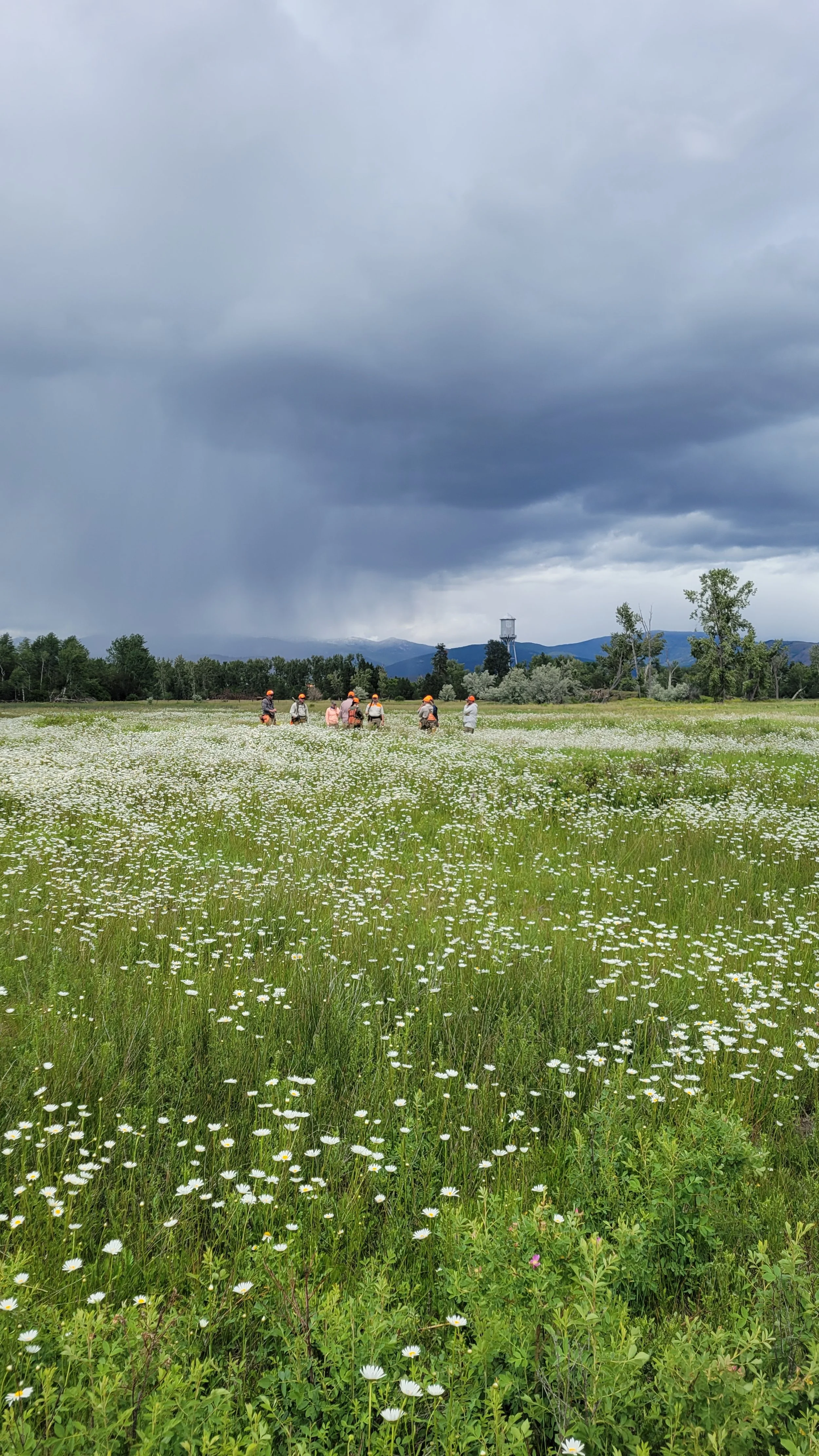 A group of bird hunters with orange hats walking through a field of daisies under a dark, cloudy sky.