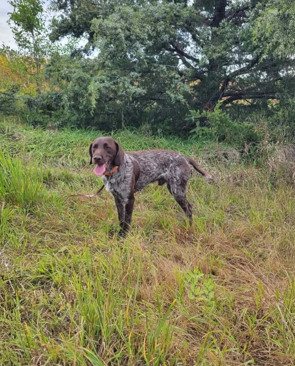 Award-winning griffon standing in a grassy area with trees in the background, panting with its tongue out.