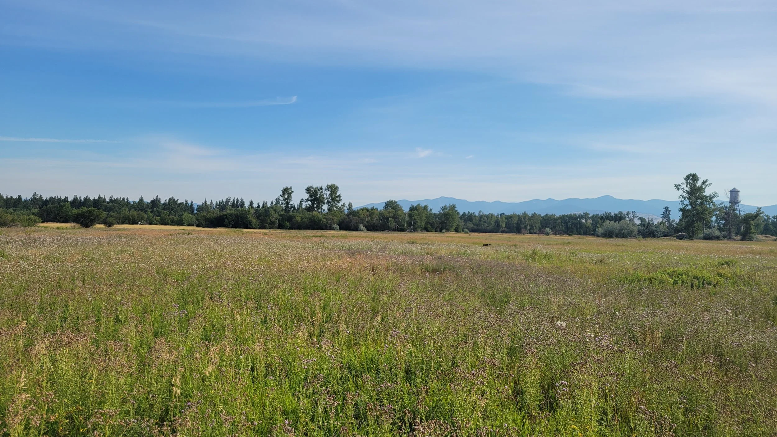 Open grassy field with wildflowers under a blue sky, distant trees, mountains, and a water tower.