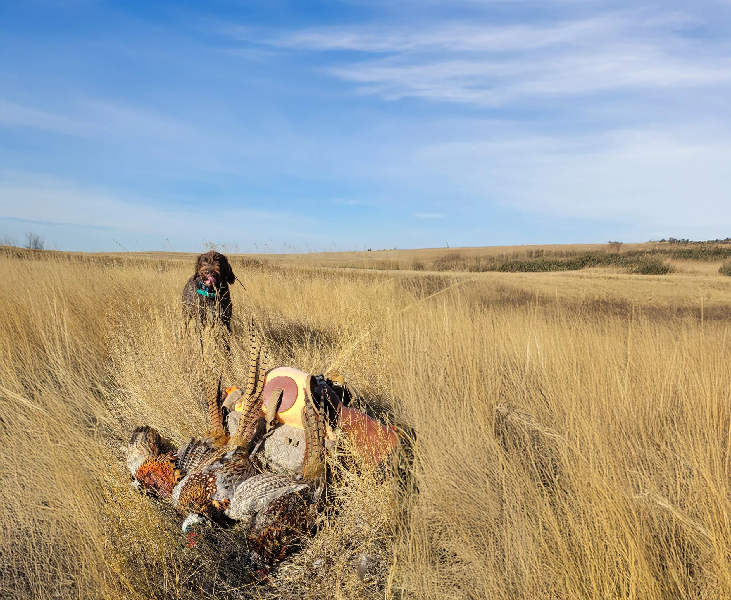 A dog standing in a golden grassy field near a pile of hunting gear and hunted game, with a clear blue sky in the background.