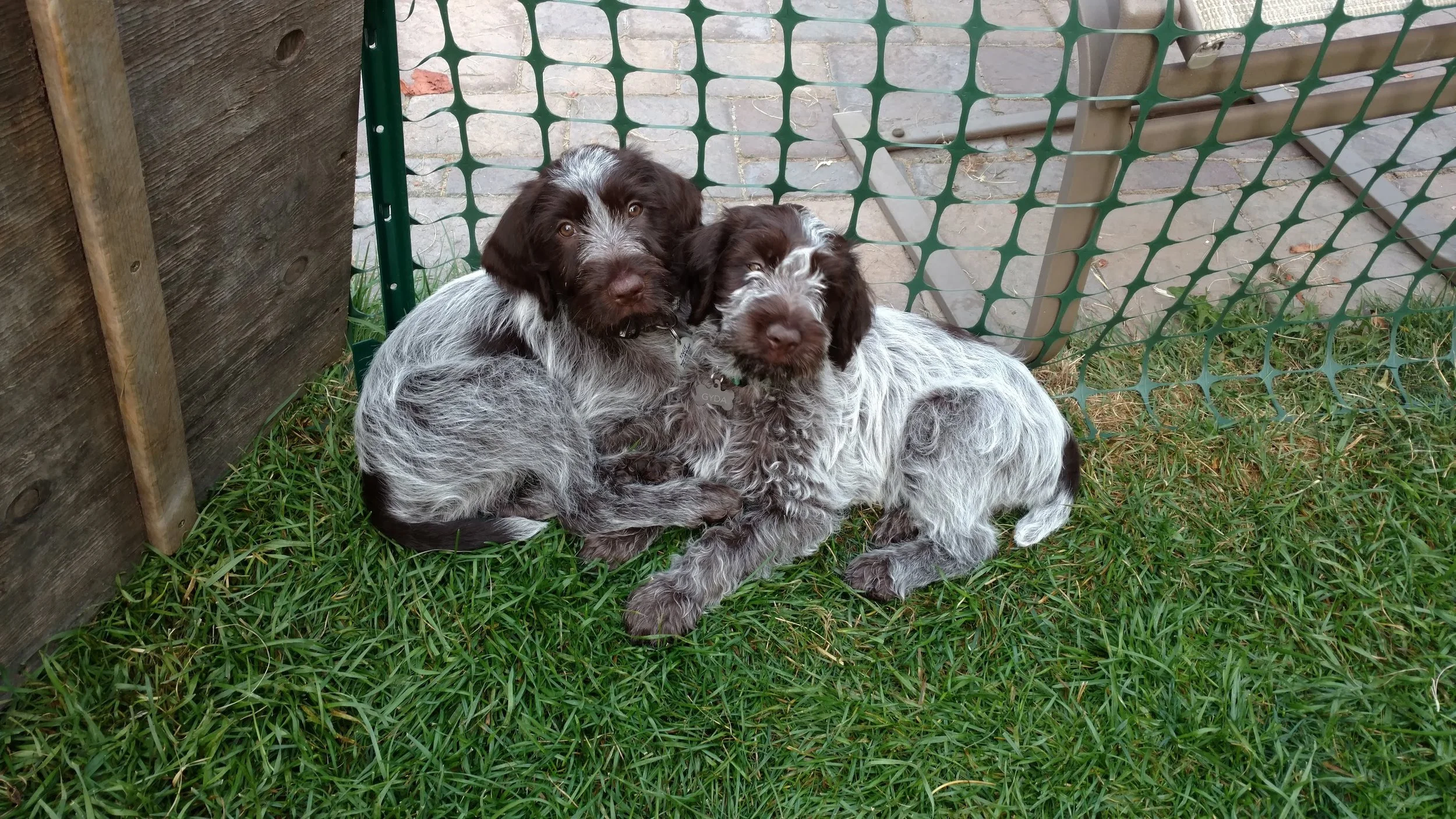 Two griffon puppies with brown and white fur sitting on green grass near a fence.
