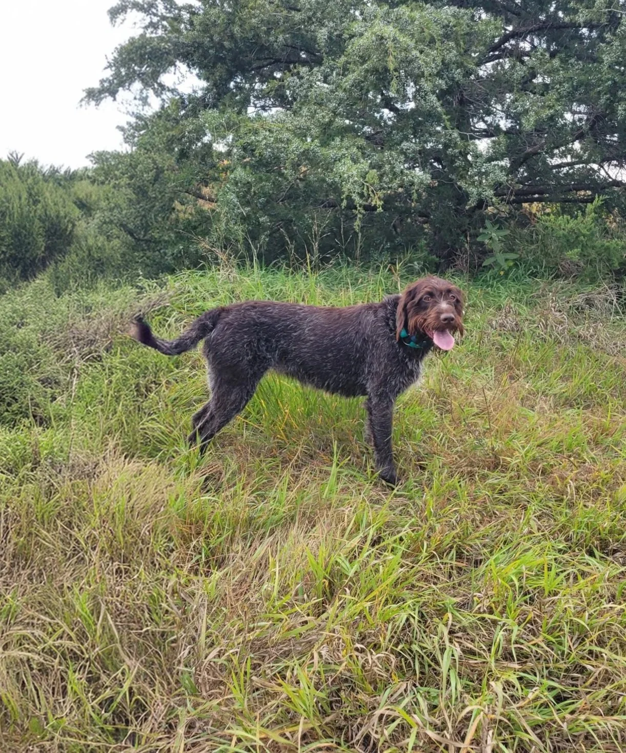 Award-winning griffon standing in a grassy field with trees in the background.