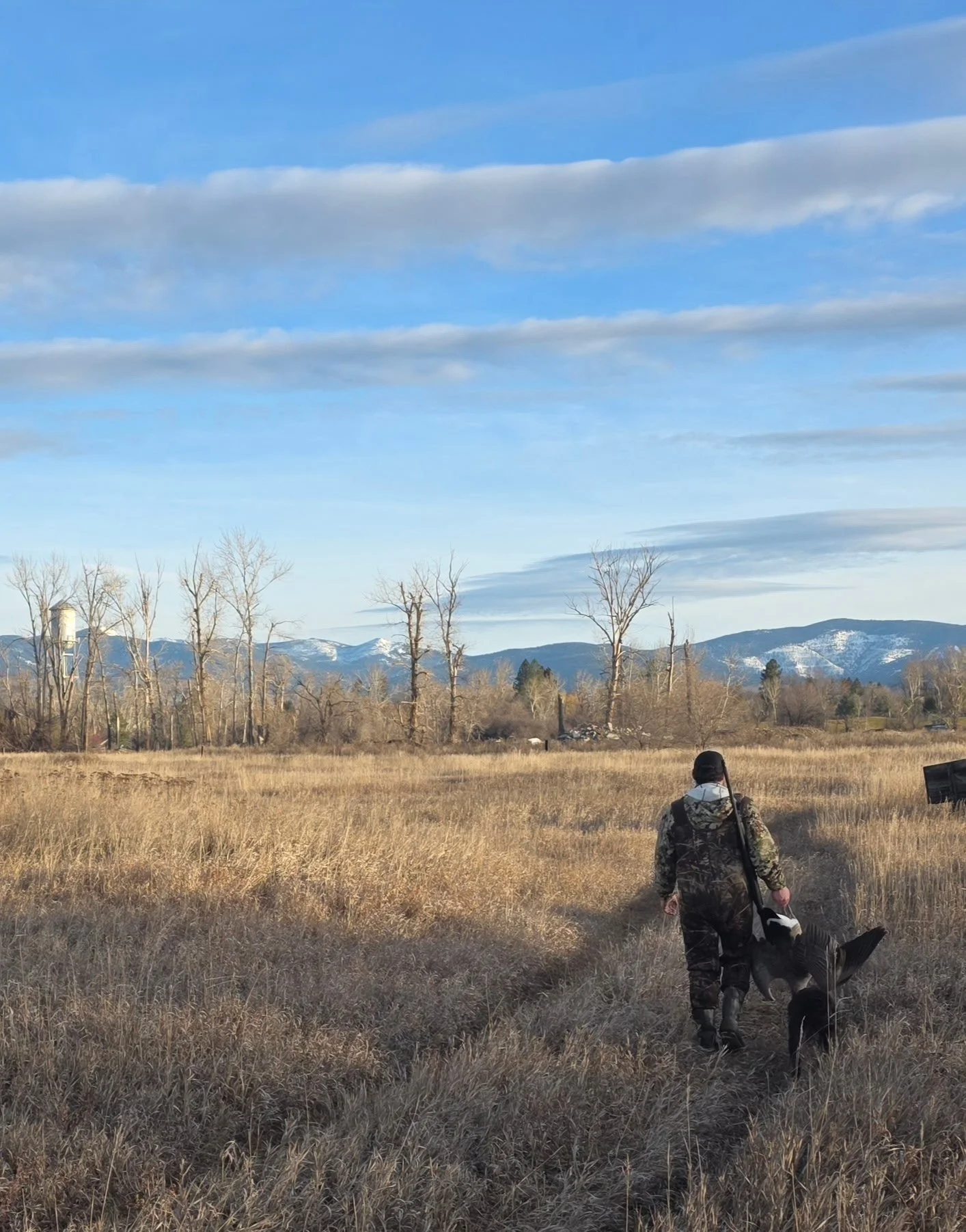 A person walking through a grassy field with a dog. The person is carrying a shotgun and dressed in camouflage. In the background, there are leafless trees, mountains with snow, and a partly cloudy sky.
