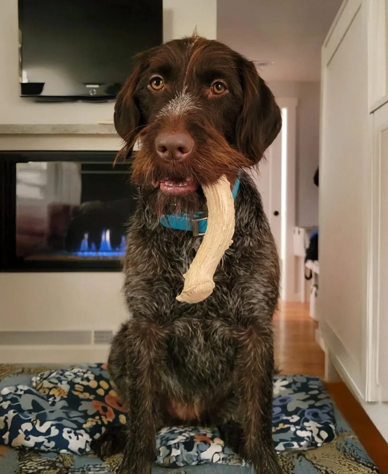 A dog with a blue collar holding a large rawhide bone in its mouth, sitting on a patterned blanket in a living room.