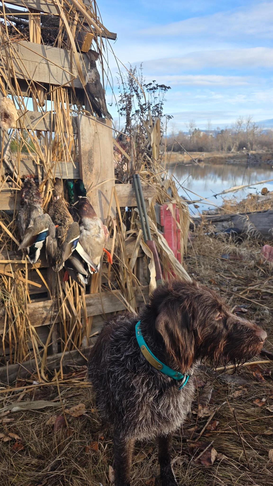A dog with a blue collar sitting on dry grass next to a rustic wooden duck decoy and dried reeds, near a calm river under a partly cloudy sky.