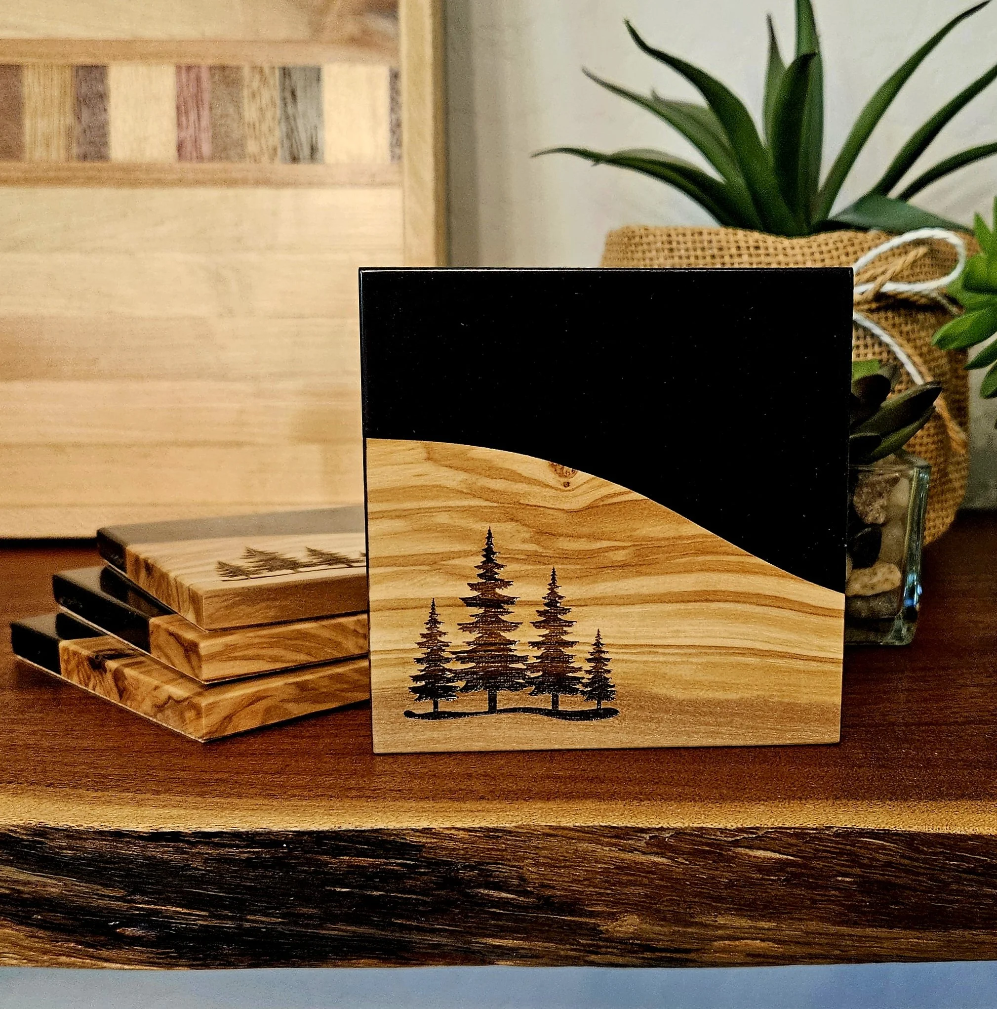 olive_coaster_pine_tree1.jpg
