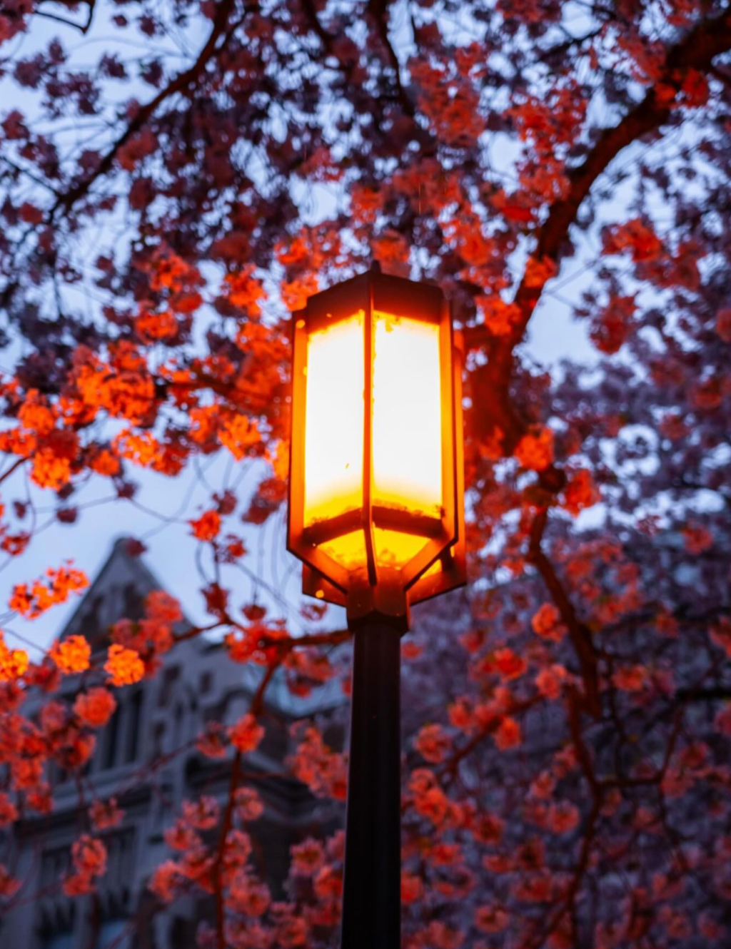 Cherry blossom suntory launch party