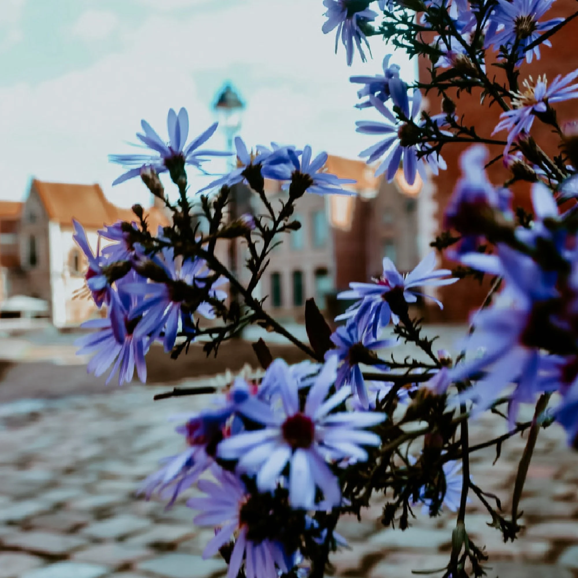 Close-up of purple flowers with a blurred background of residential buildings in Lille, France and a cloudy sky.