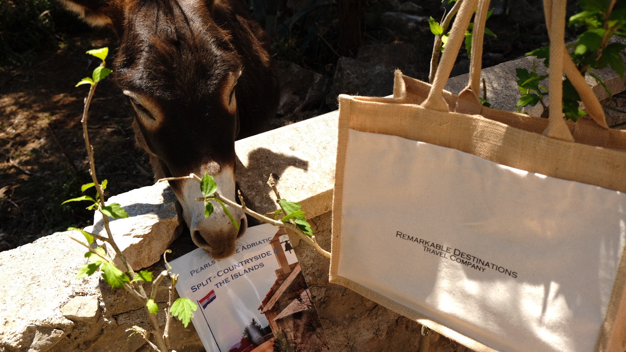 A black and brown dog sniffing a piece of paper on a stone surface in a garden with green leaves, next to a beige tote bag with text reading 'Remarkable Destinations Travel Company'.