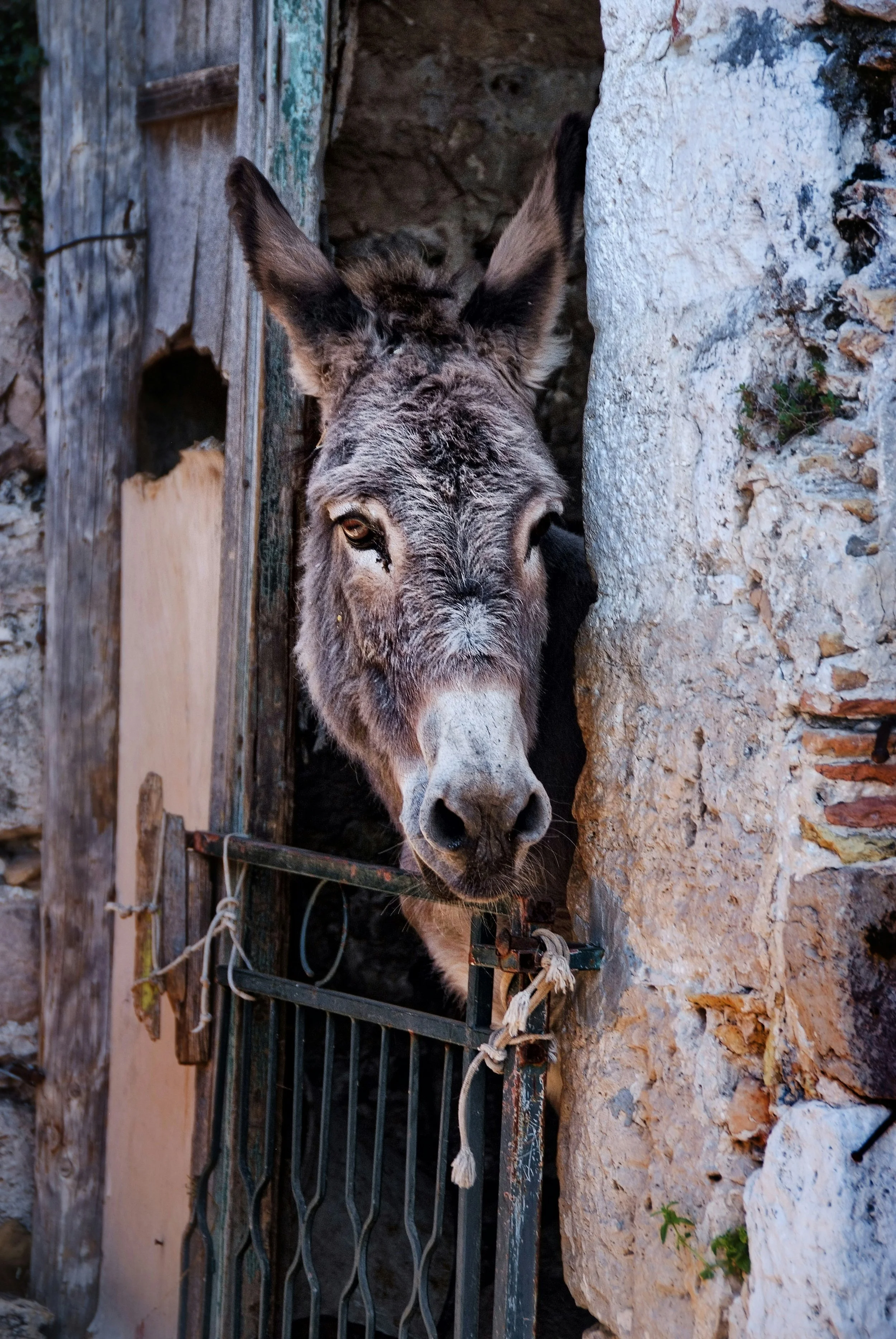 Roko our friendly donkey in Croatia