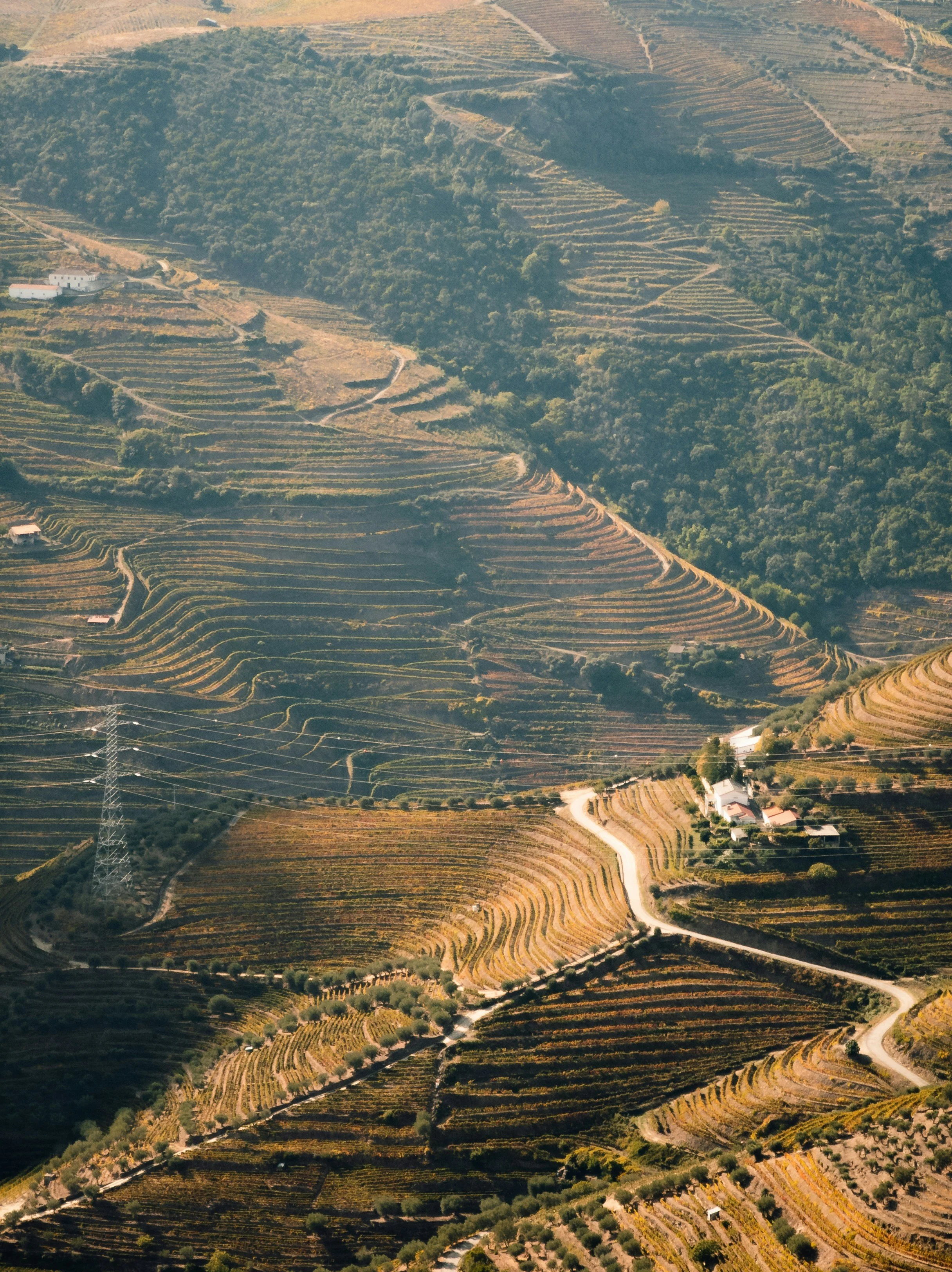 Aerial view of terraced vineyards on a hillside with winding roads and sparse buildings, surrounded by green trees. Duoro valley