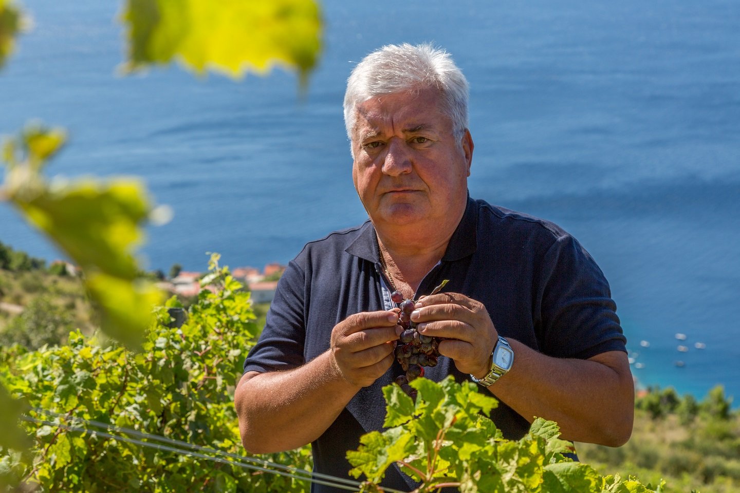 Mimica winery - Zinfandel