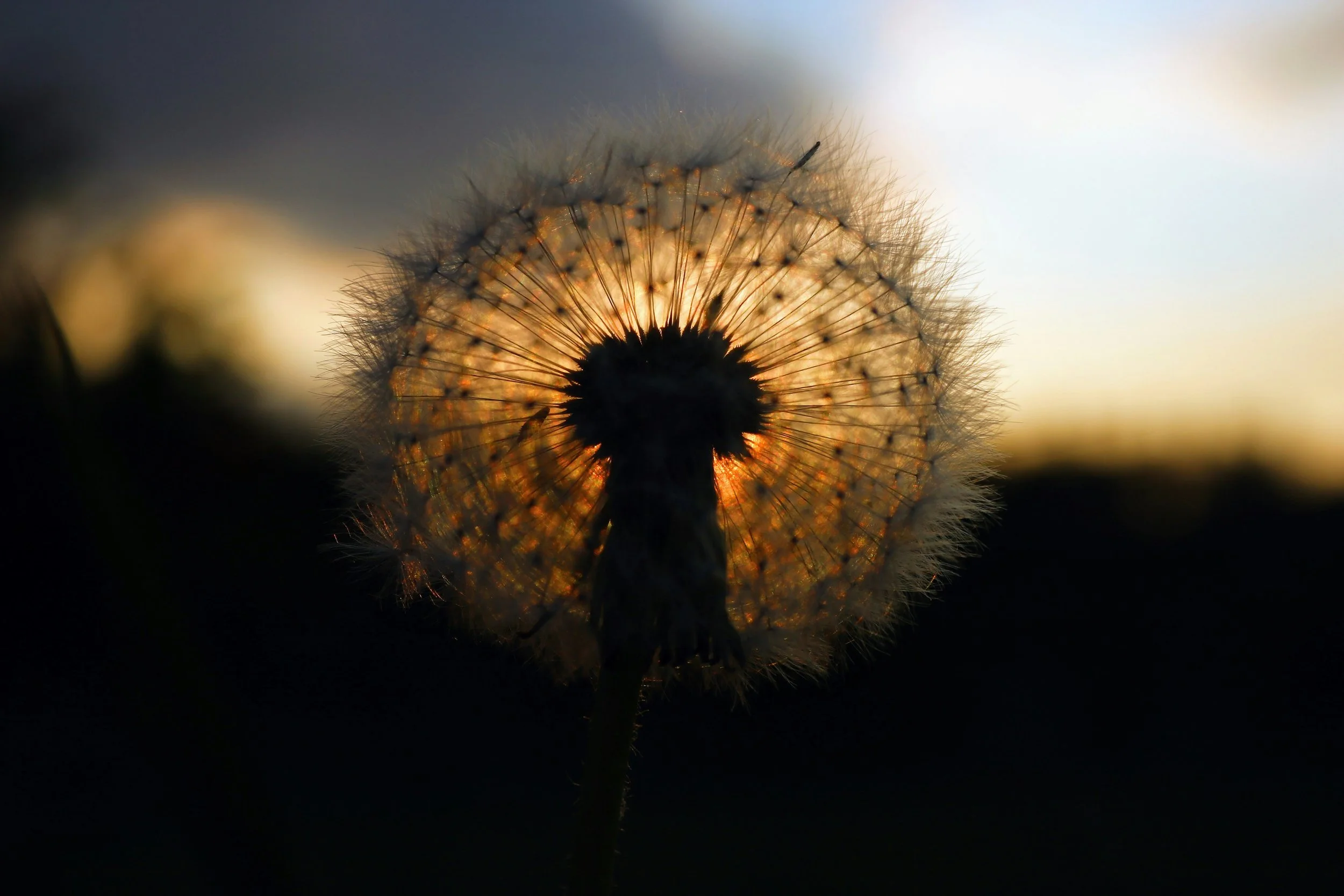 Close-up of a dandelion seed head with the sun setting behind it, creating a dramatic backlit effect and a glowing halo around the seed fluff.