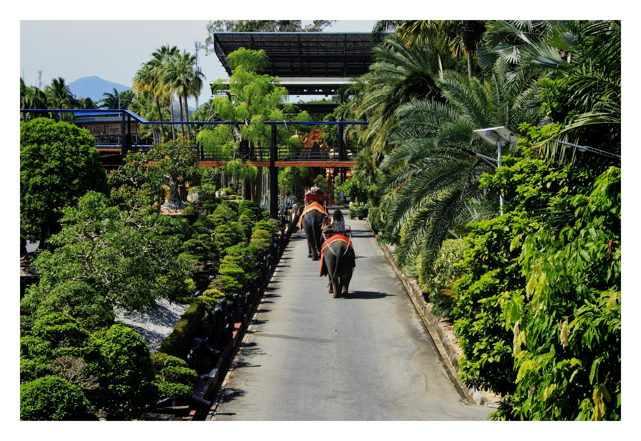 Two elephants walking down a paved pathway surrounded by lush green tropical plants and trees, with structures and a mountain in the background.