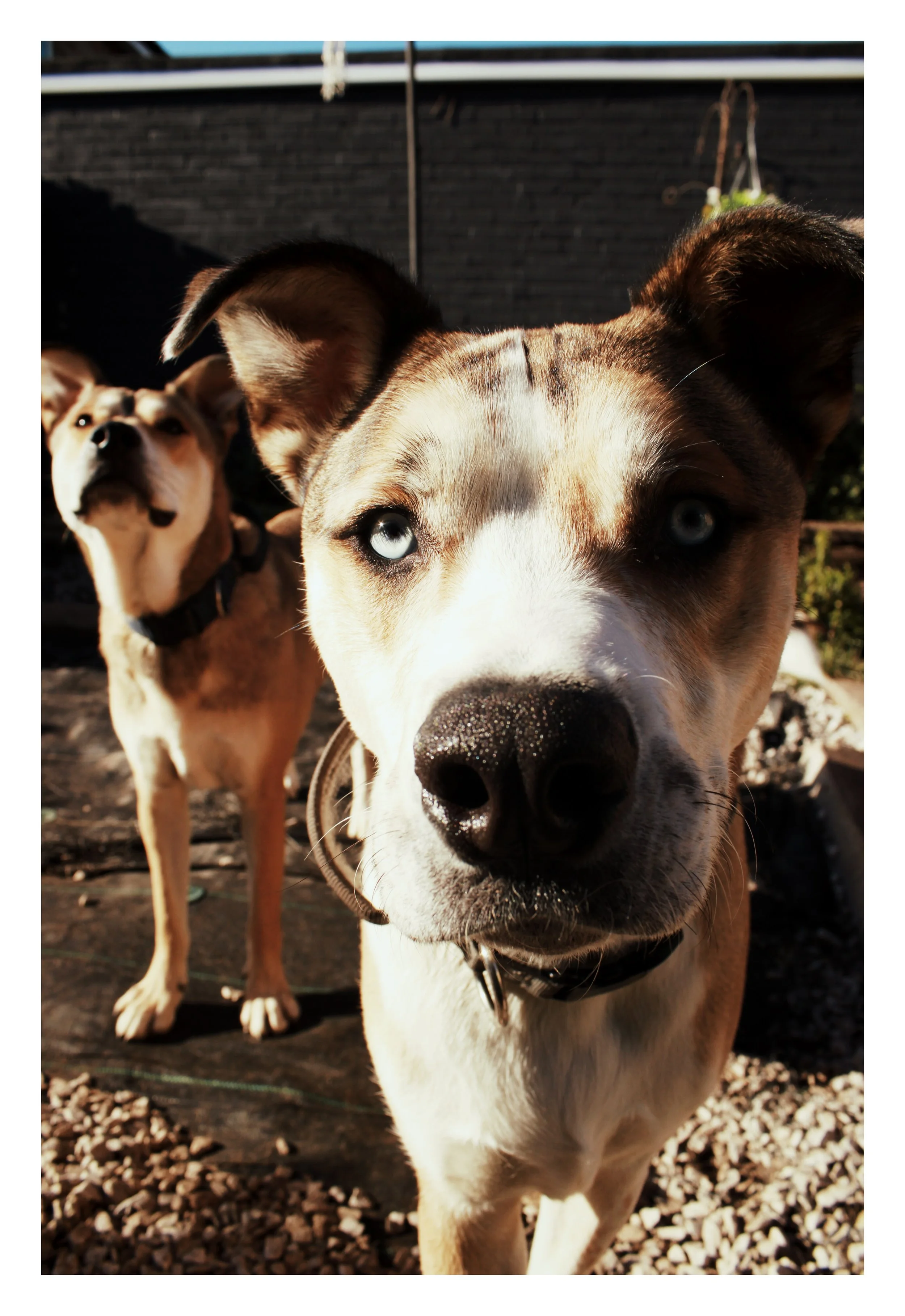 Two dogs outdoors on a sunny day, one with blue eyes in the foreground and the other with brown eyes in the background.