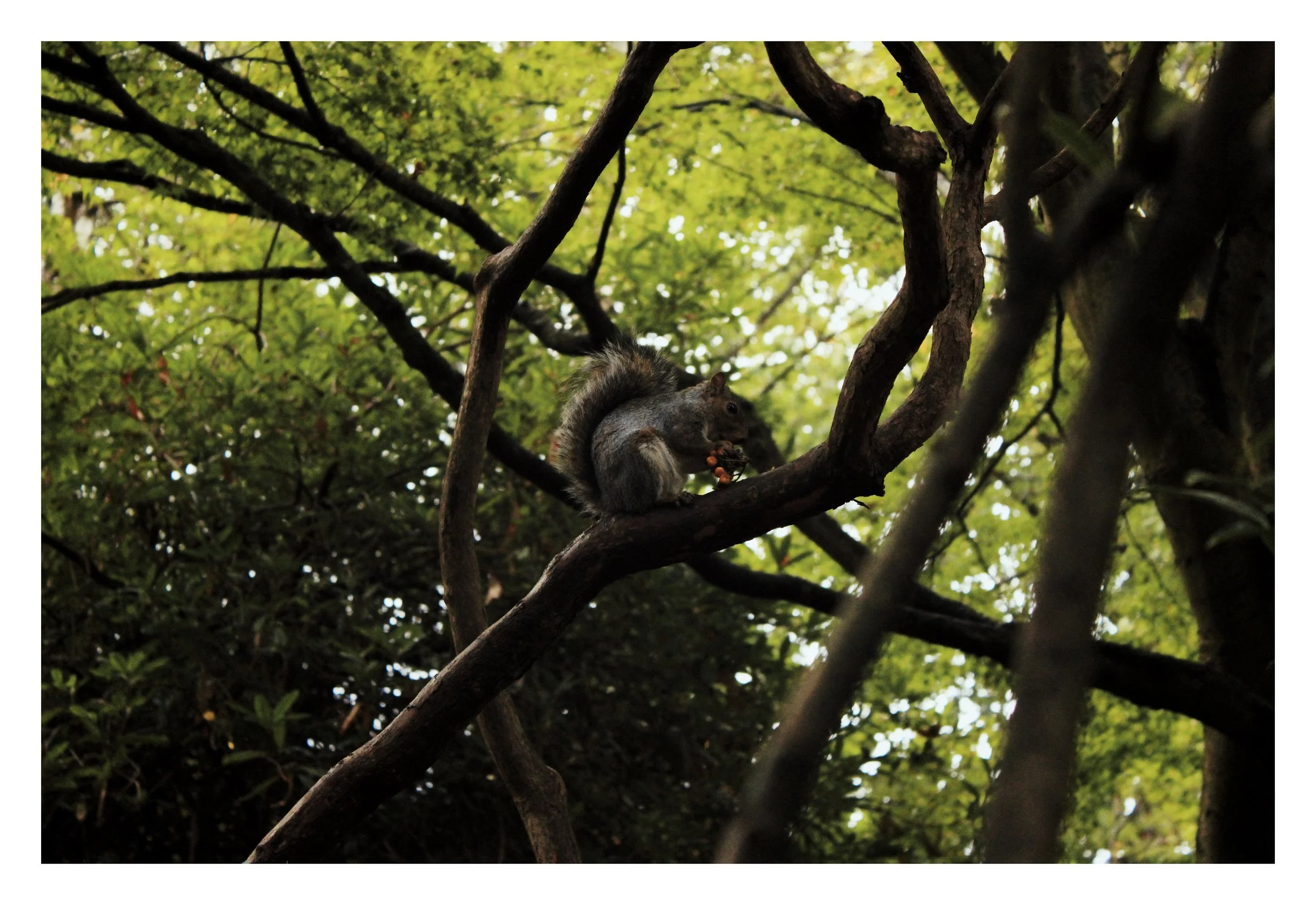 Squirrel eating berries while perched on a tree branch amidst green foliage.