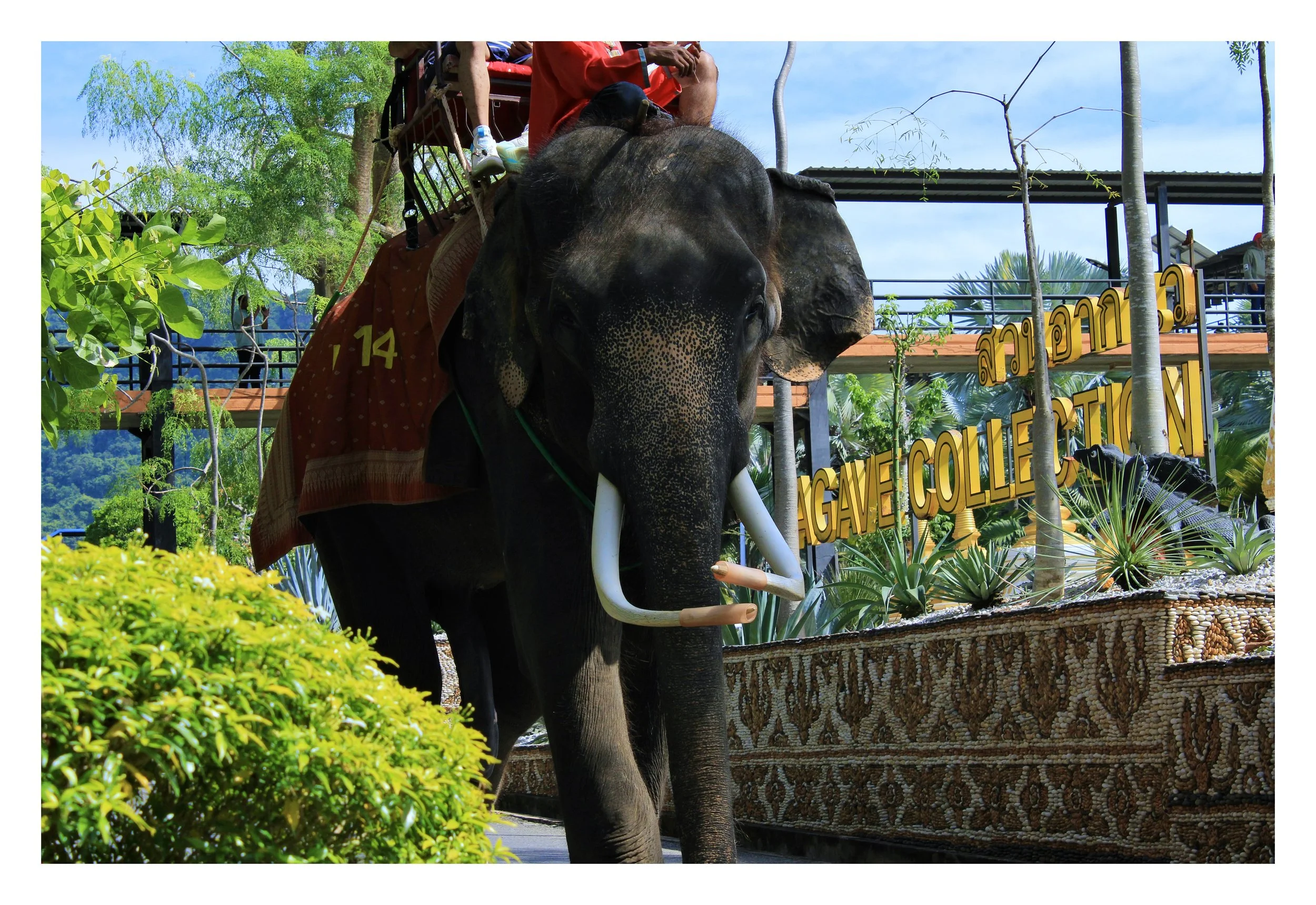 An elephant with a person riding on its back, decorated with a cloth, in a lush, green outdoor setting with trees and plants, and a sign that reads 'Save the Elephant' and 'Elephant Gave Collection' in the background.