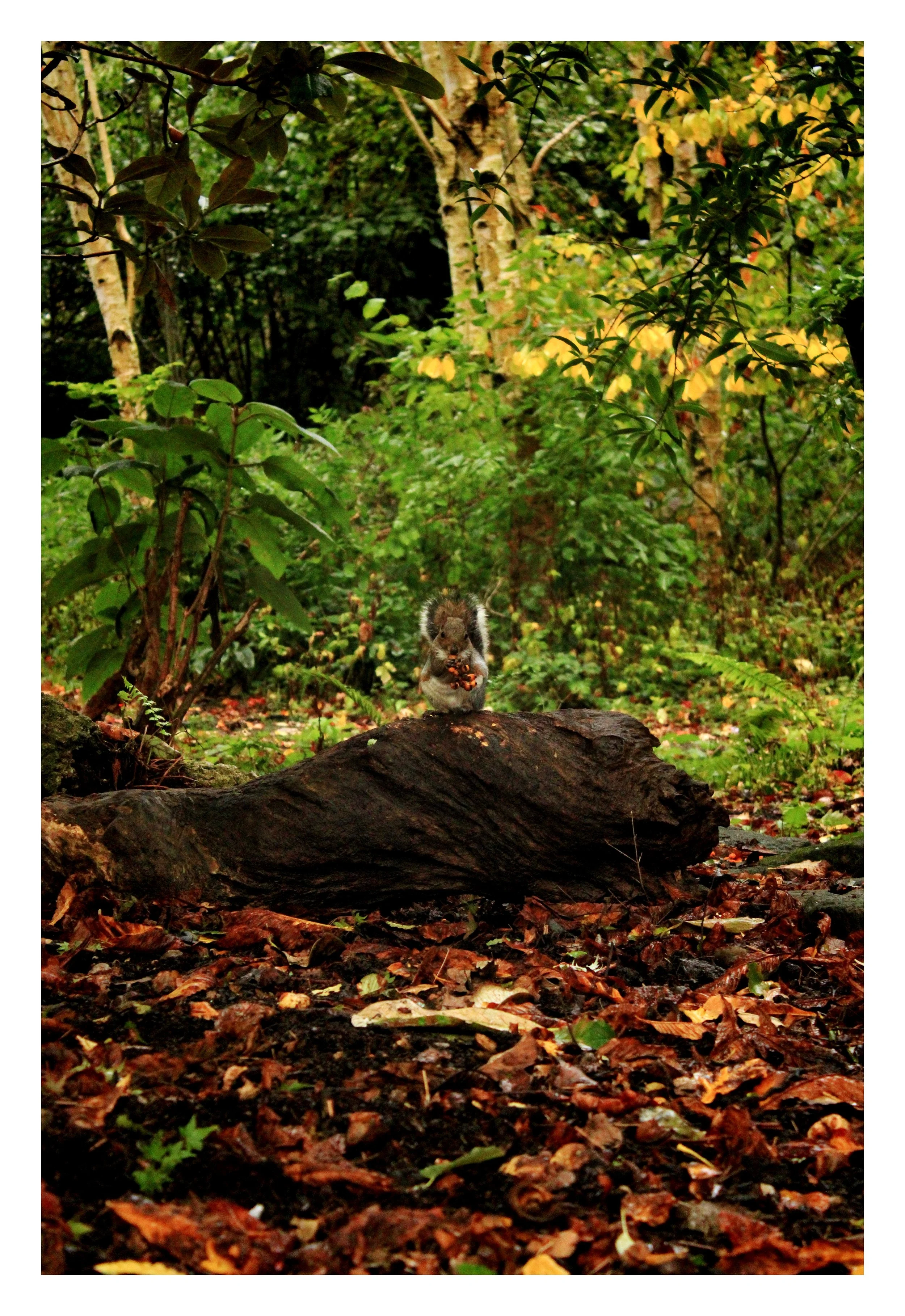 A squirrel sitting on a fallen log in a forest, holding a cluster of berries or nuts in its paws with lush green, yellow, and brown trees and foliage in the background.