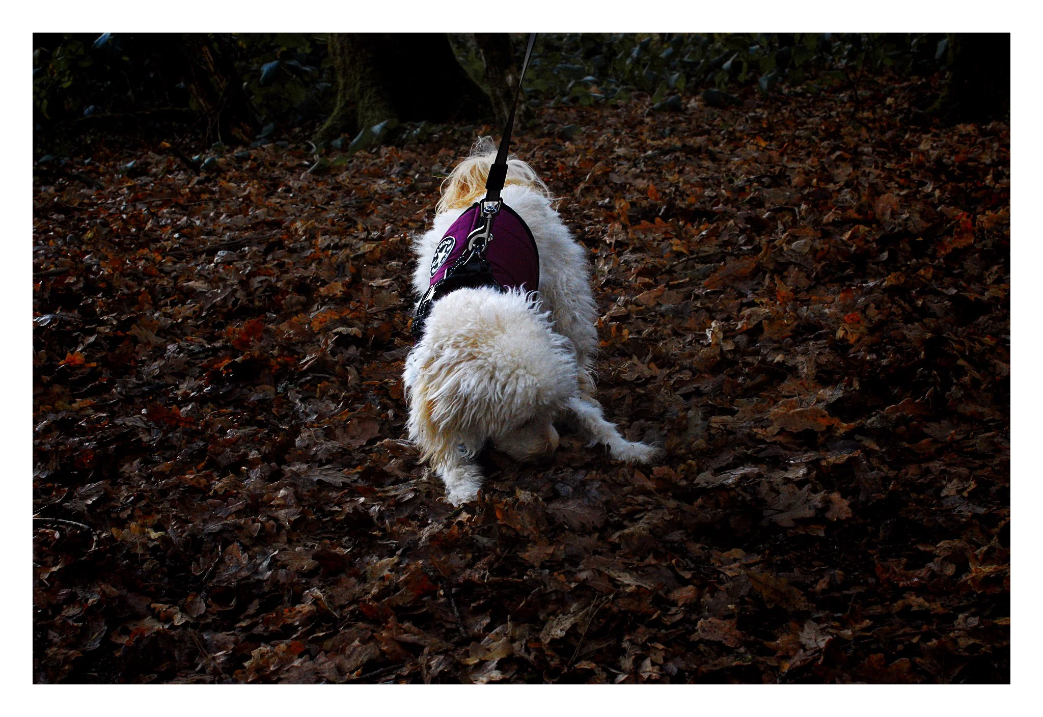 IMG_3412 Edited.jpeg