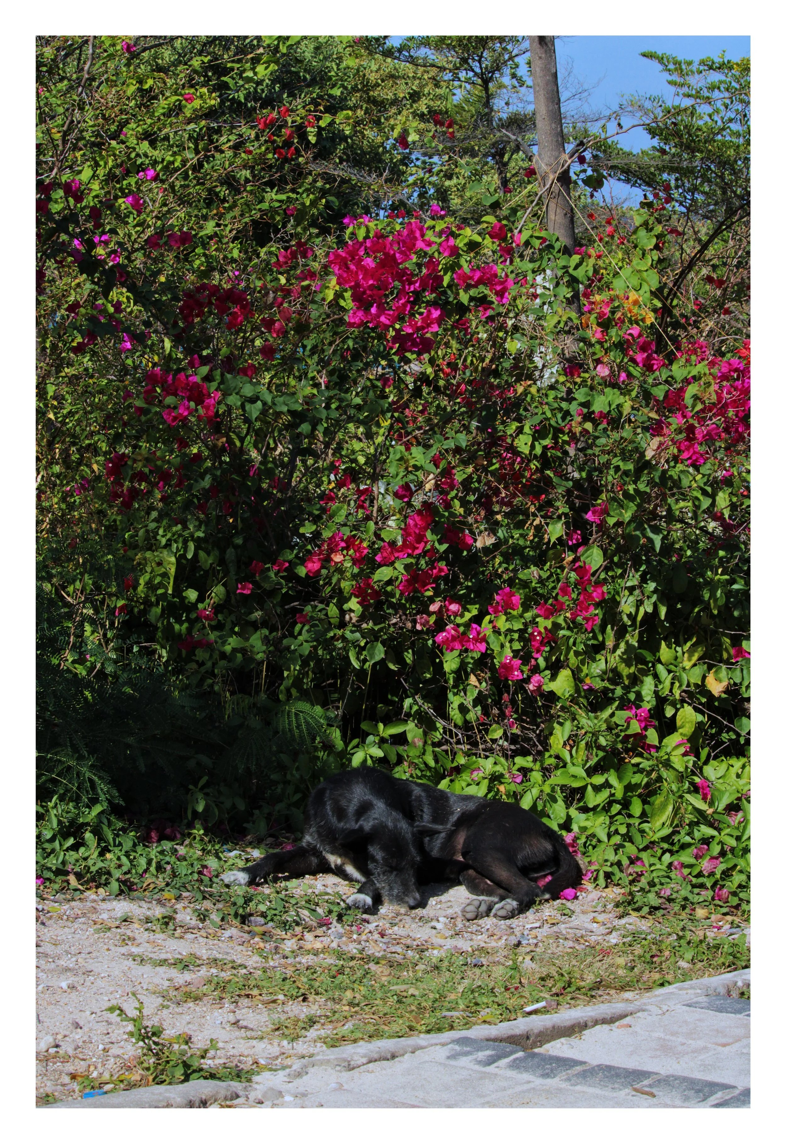 A black dog lying down on a patch of ground near a sidewalk with blooming pink and purple flowering bushes and green foliage in the background.