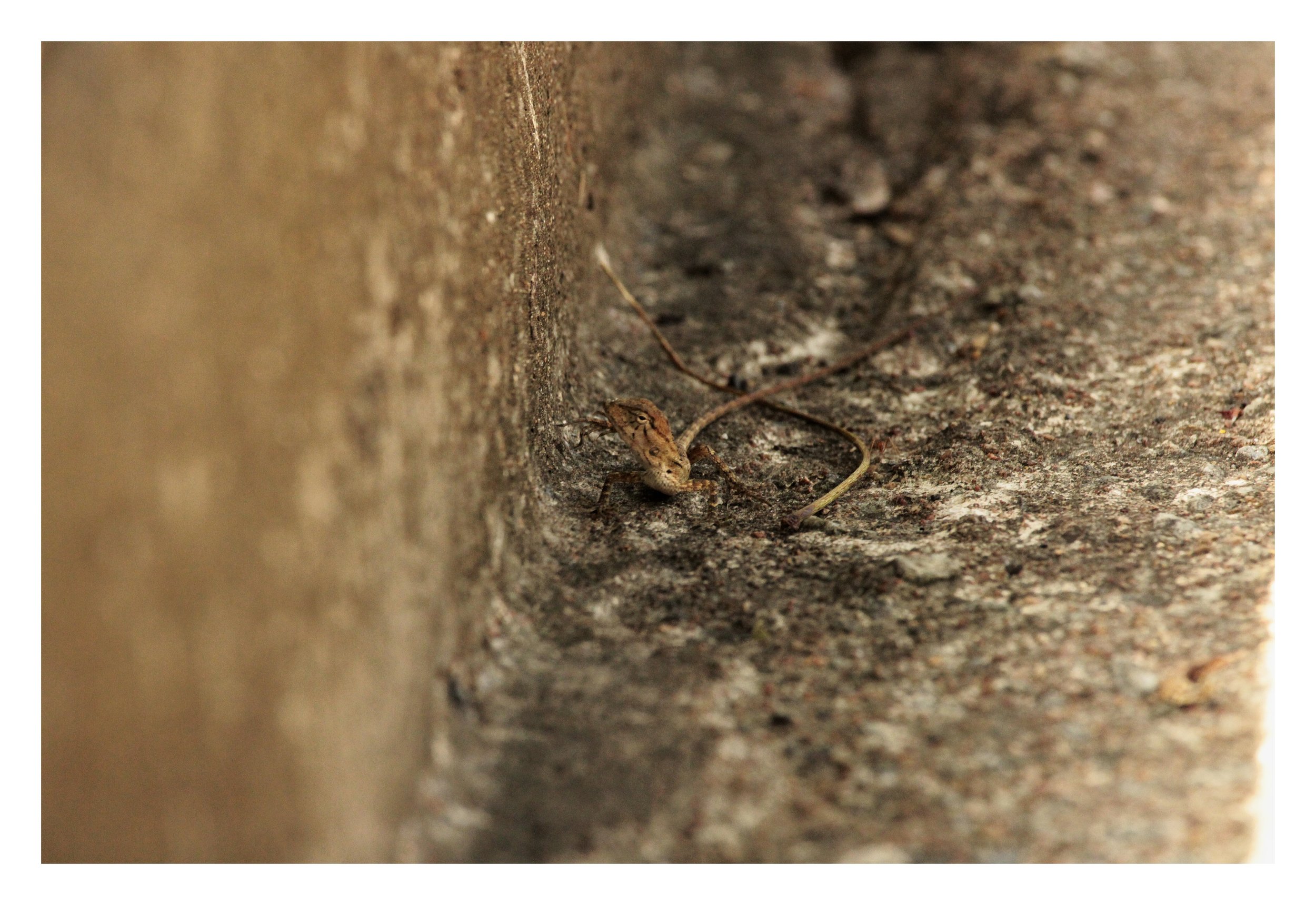 A small brown lizard with a thin tail resting in a crevice between a concrete wall and ground.