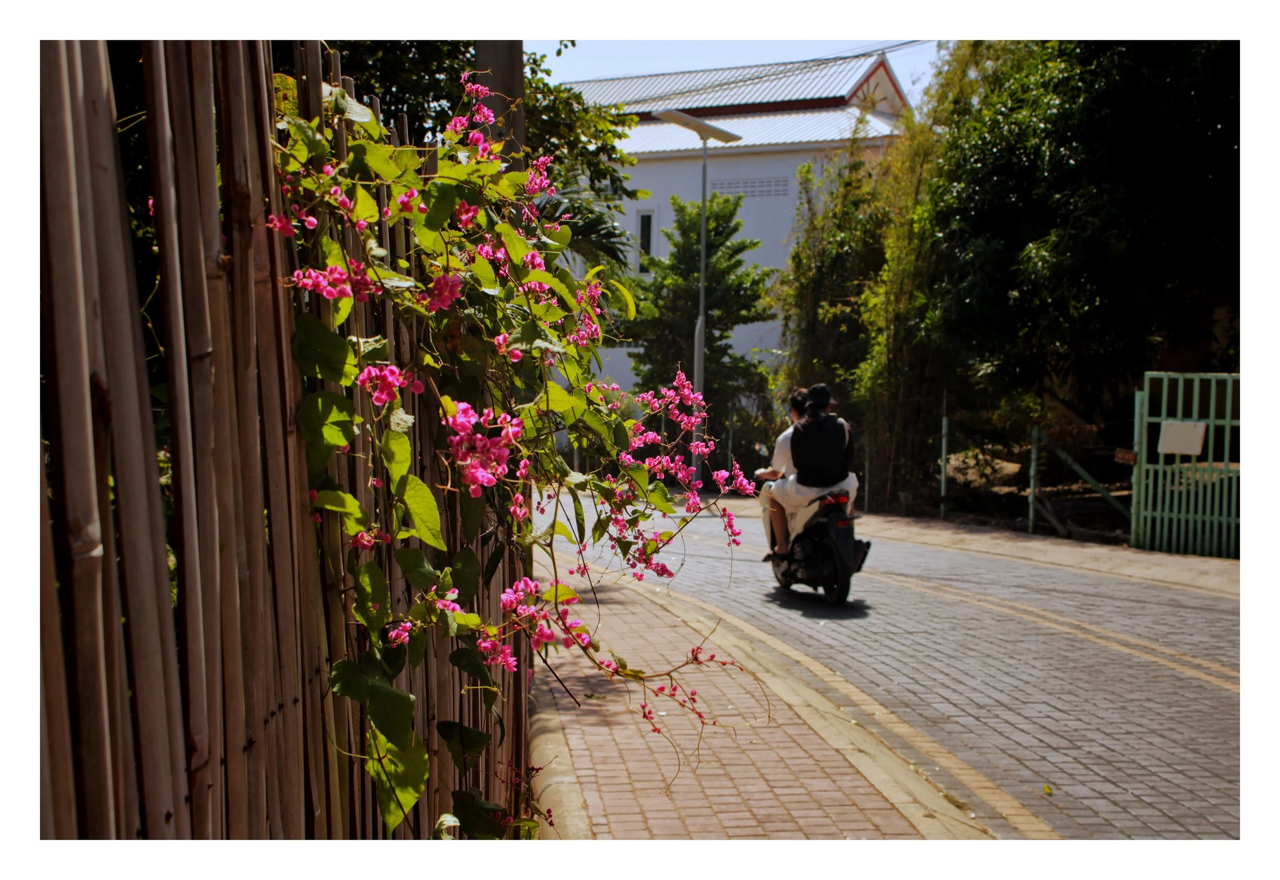 Pink bougainvilla flowers growing along a wooden fence next to a paved street. In the background, a couple riding a scooter away from the camera, surrounded by trees and buildings.