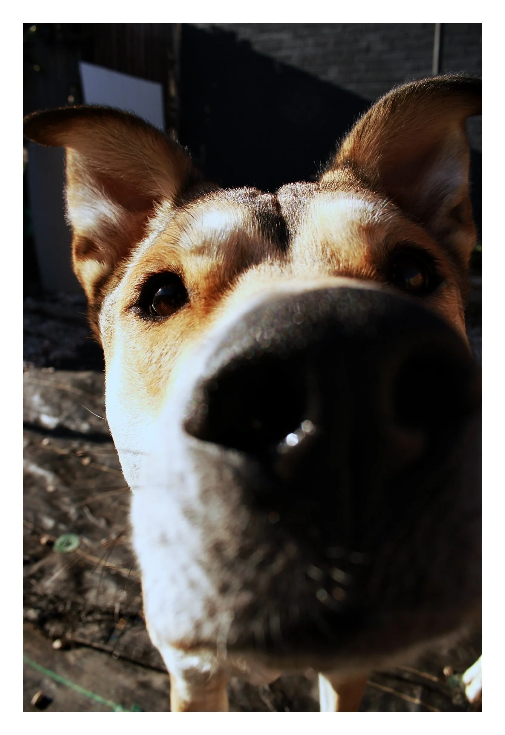 Close-up of a dog's face, with the nose prominently in the foreground, taken from a low angle outdoors during daylight.