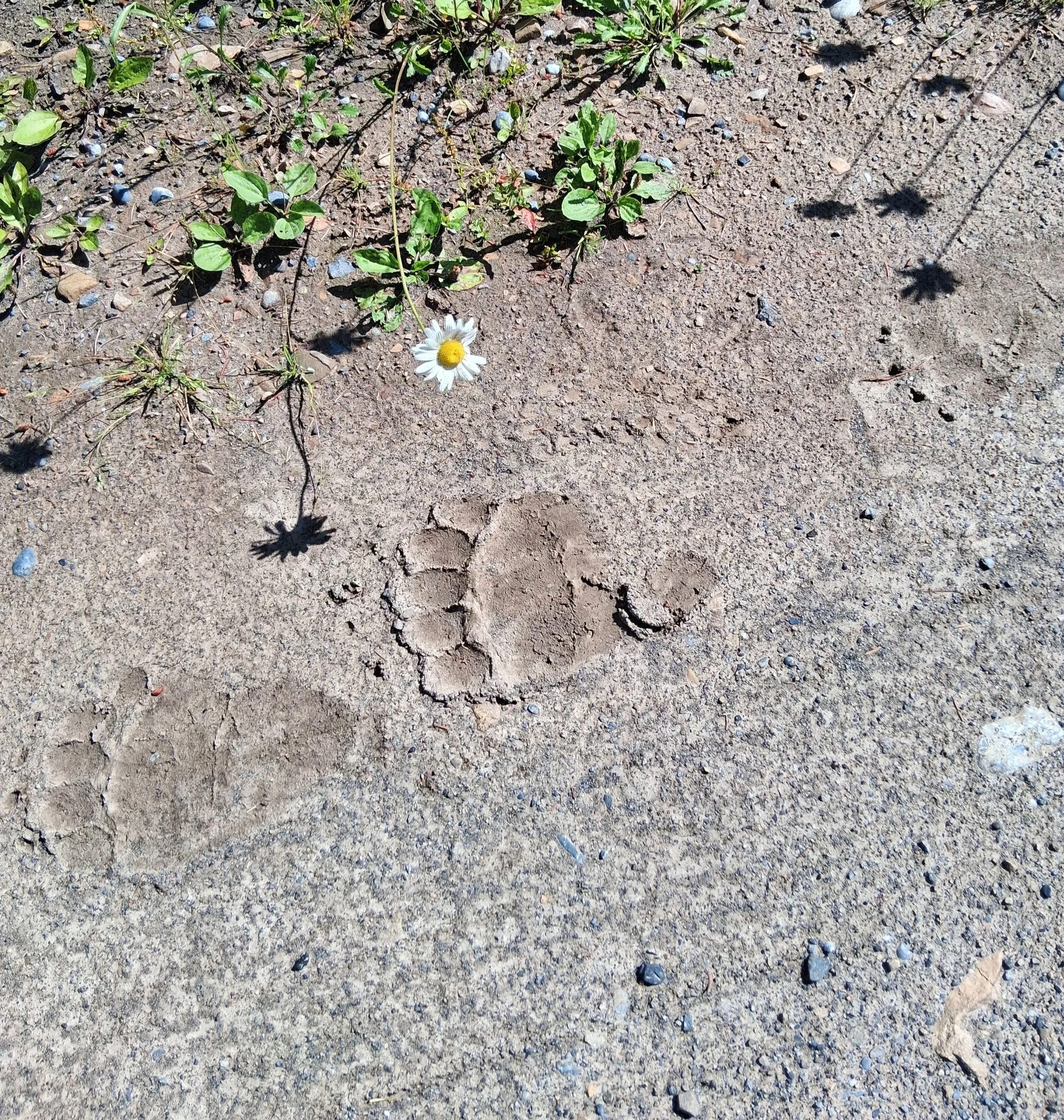 Dirt ground with small green plants, a white flower, and many animal footprints.
