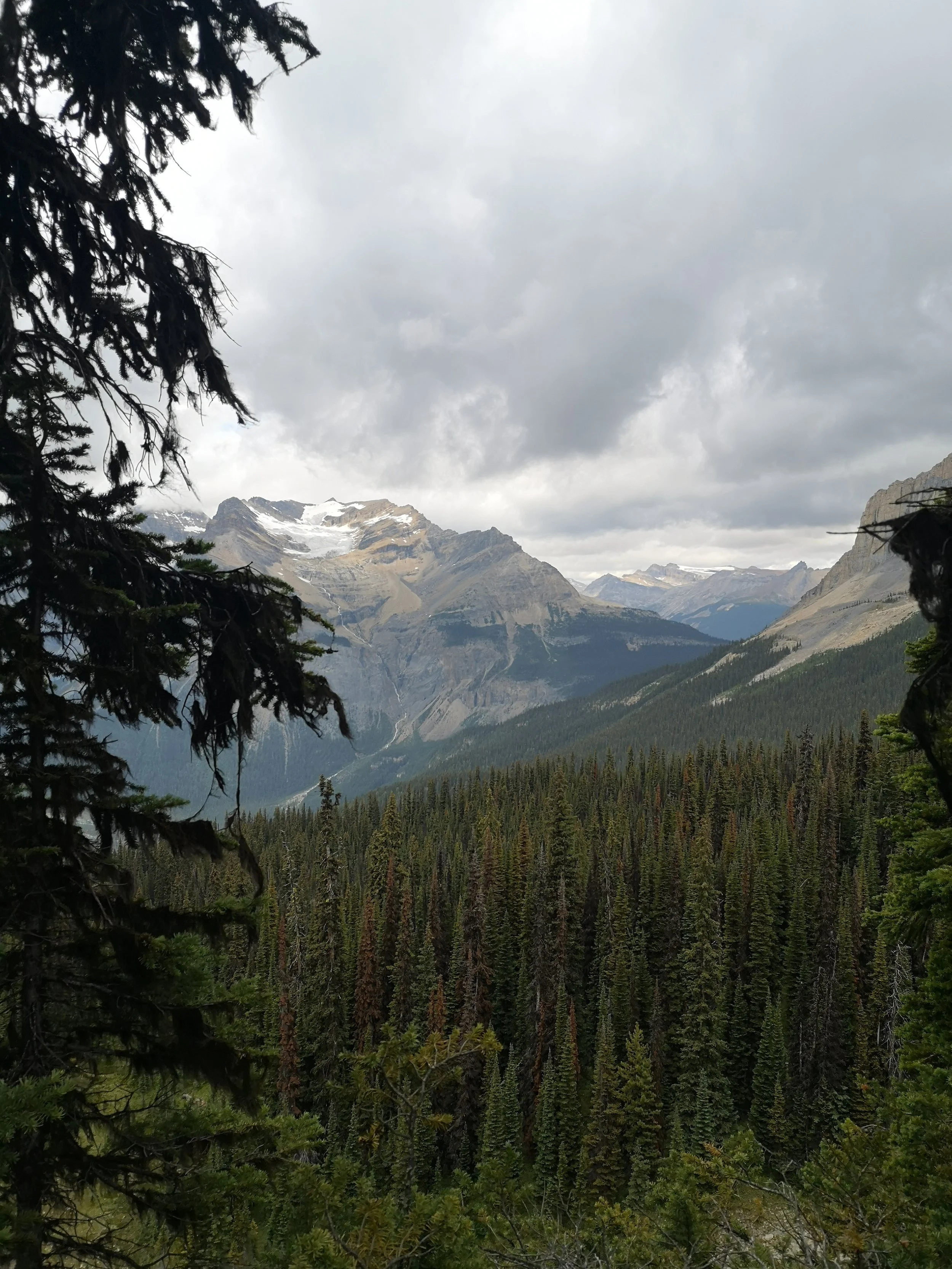 A mountain landscape with snow-capped peaks, green forest, and cloudy sky, viewed through pine tree branches in the foreground.