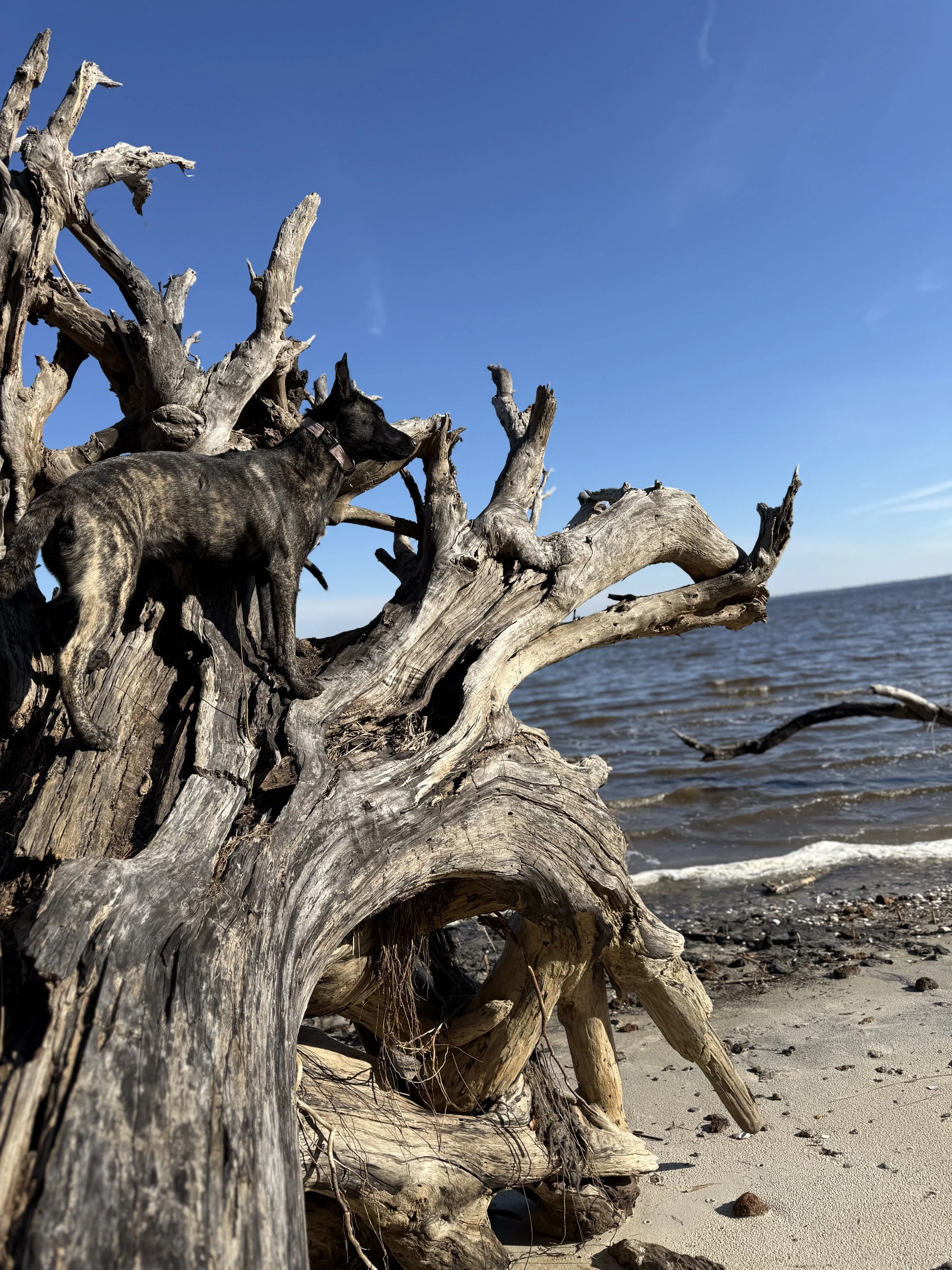 Dog standing on a driftwood tree on a beach with ocean and blue sky in the background.