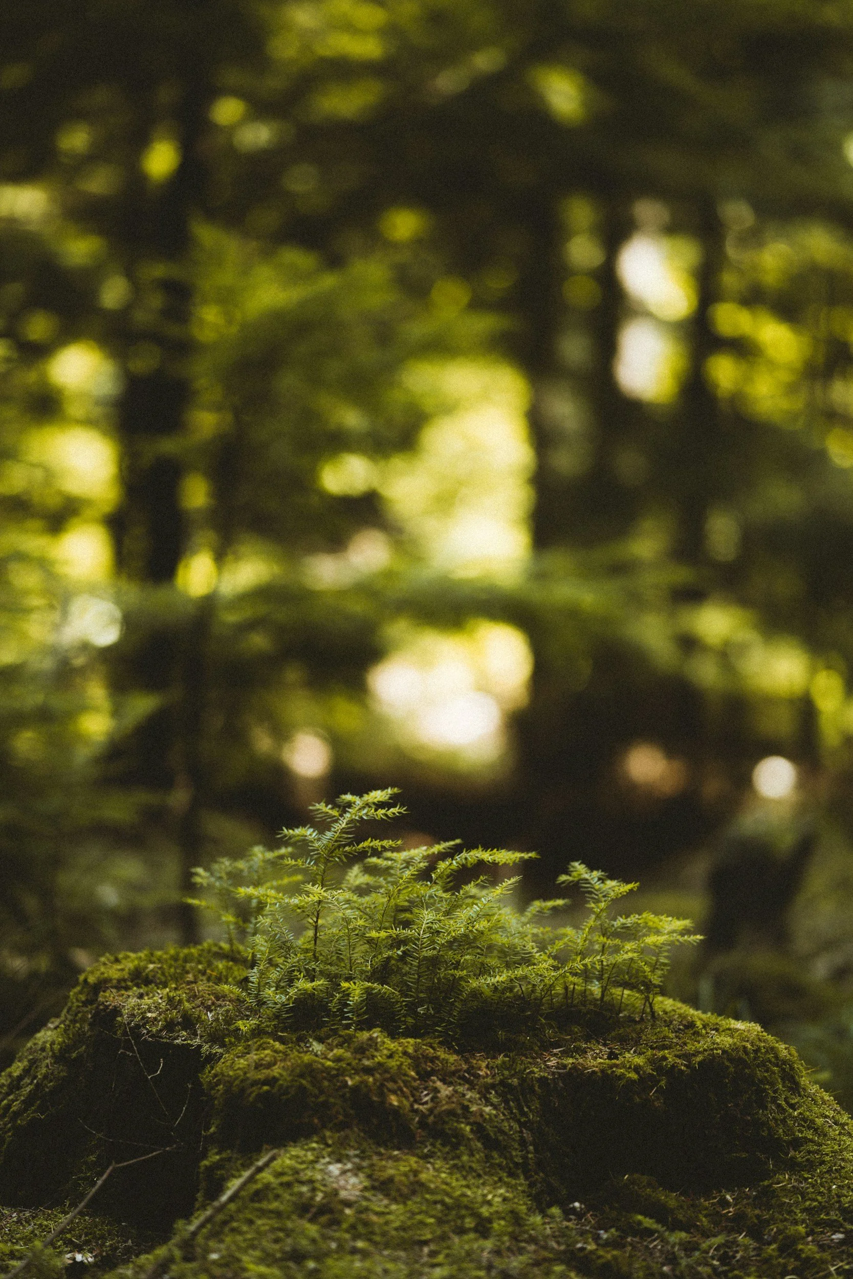 A small green fern grows on a moss-covered log in a dense forest with sunlight filtering through the trees.