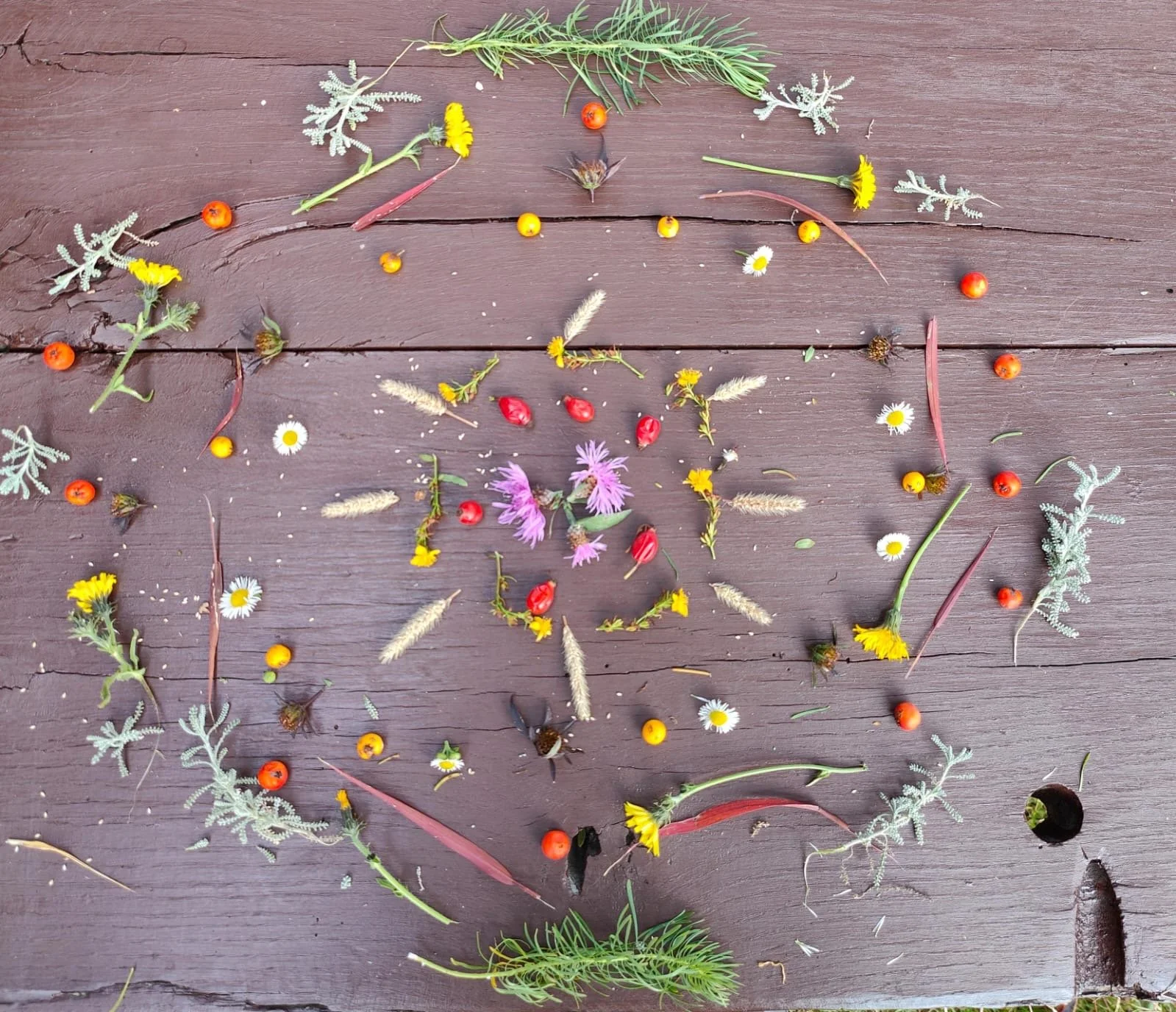 Arrangement of various wildflowers, leaves, and plant parts on a wooden surface, creating a symmetrical pattern.