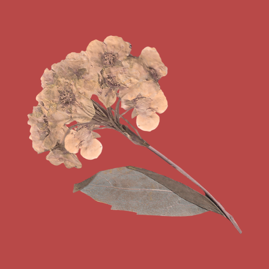 A dried flower with a stem and single leaf on a solid reddish background.