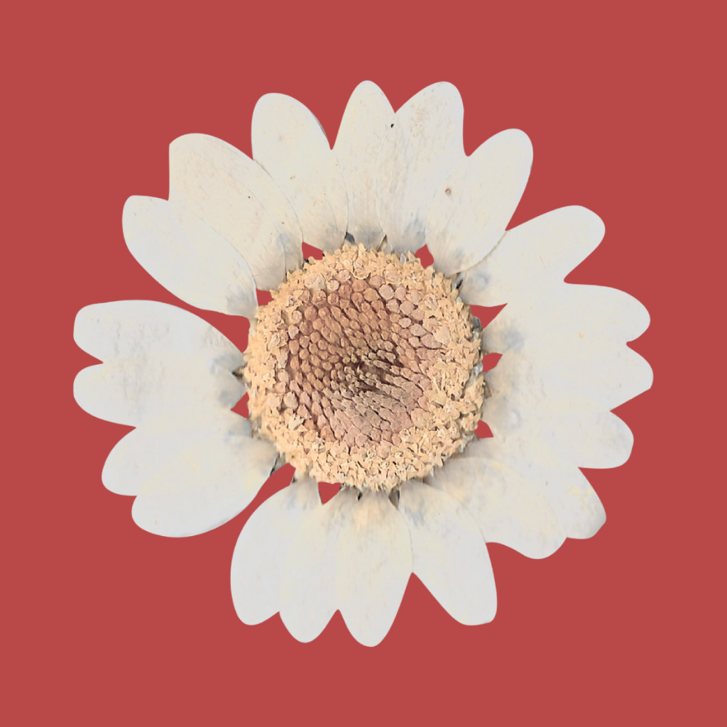 White daisy flower with a central cluster of small, textured, brownish-yellow florets against a solid red background.