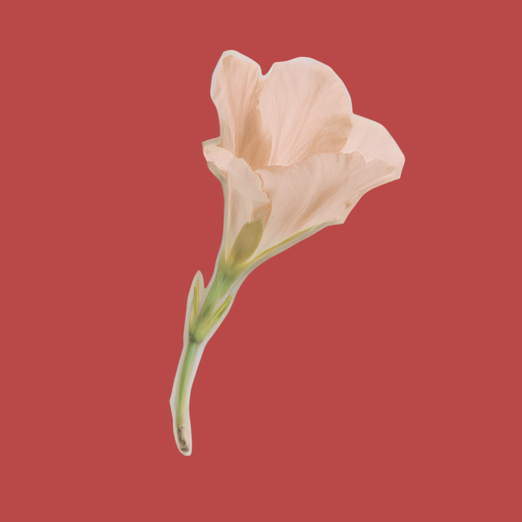 Single pale peach-colored calla lily flower with green stem against a muted coral background.