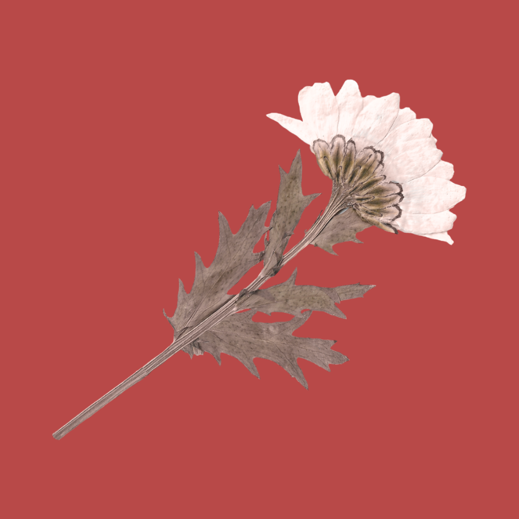 A dried flower with large white petals, brown stamens, and dry brown leaves on a solid red background.