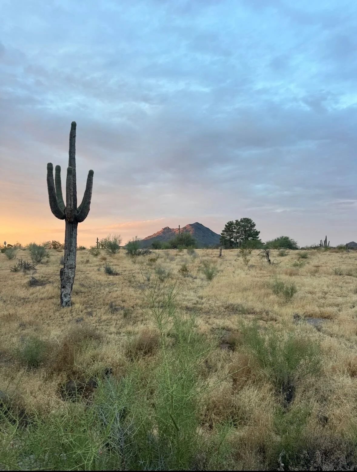 Welcome to the blog! Here, you’ll find a glimpse into how I grow flowers, specialty gourds and more, for arrangements, in the Sonoran Desert. See you in the weeds. ~ Anna Clare