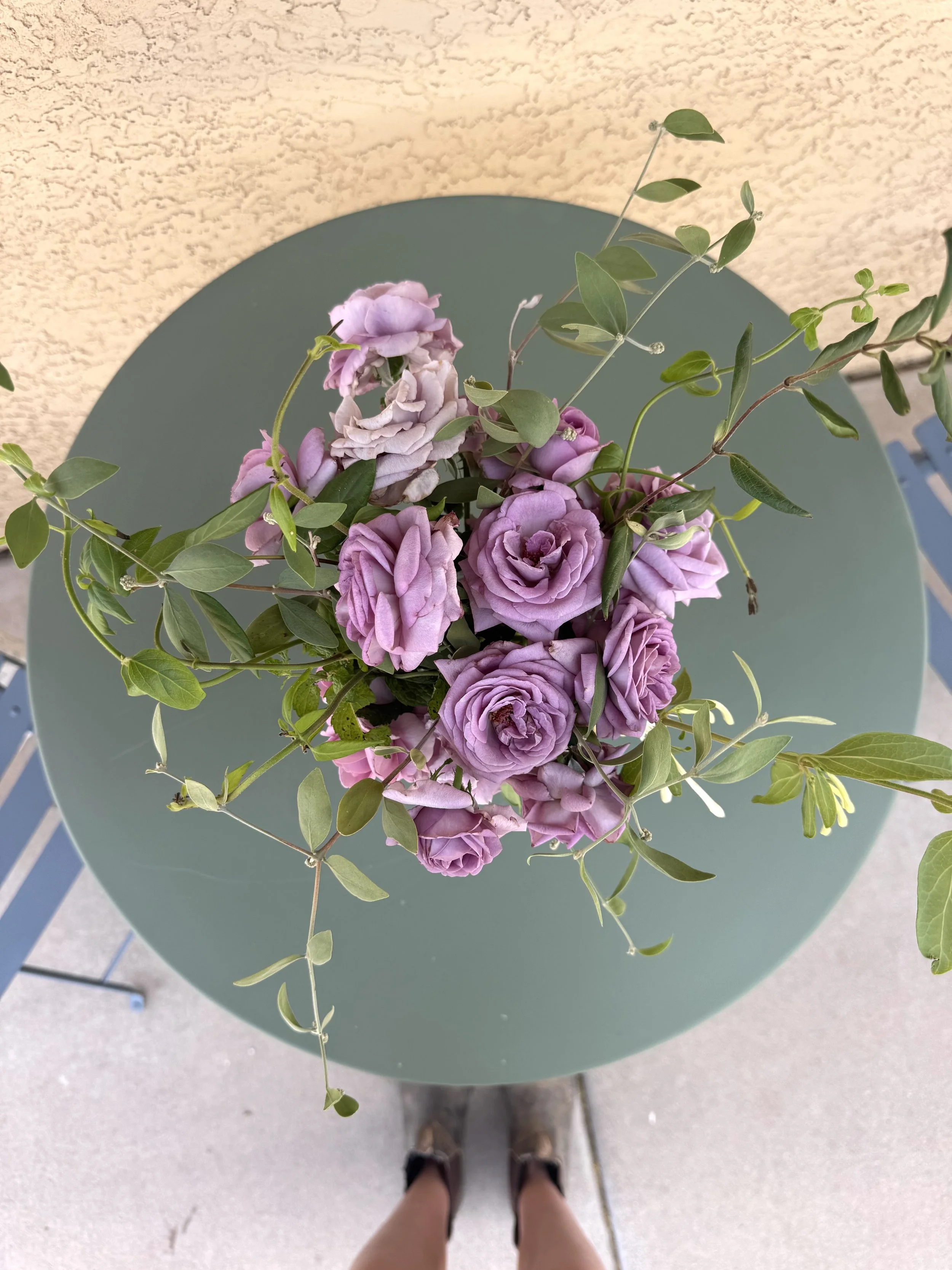 Rose Highlight Part 1: Violet’s Pride