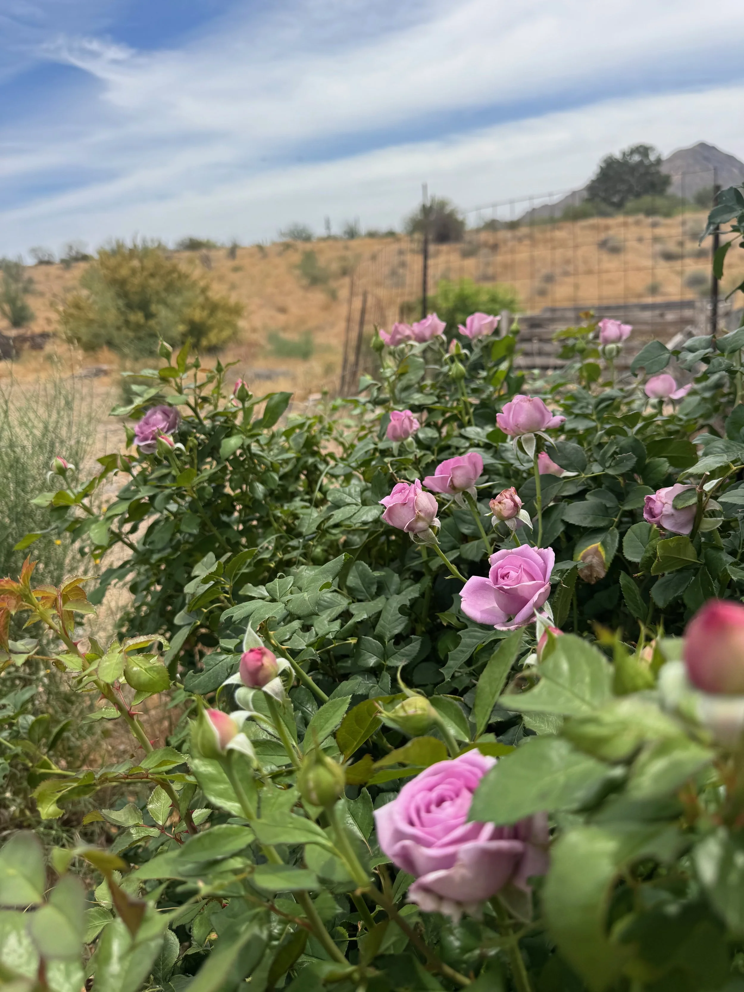 IMG_5882.jpeg