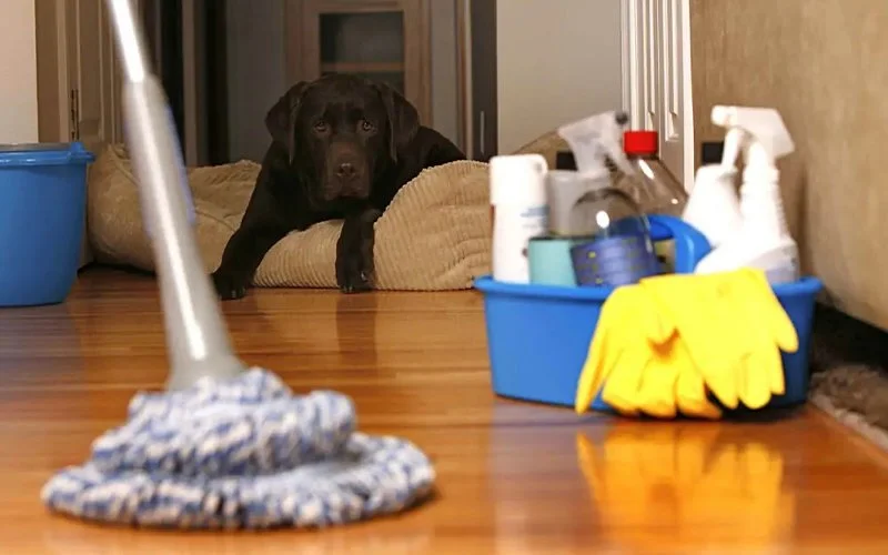 your trusted local cleaning company near you