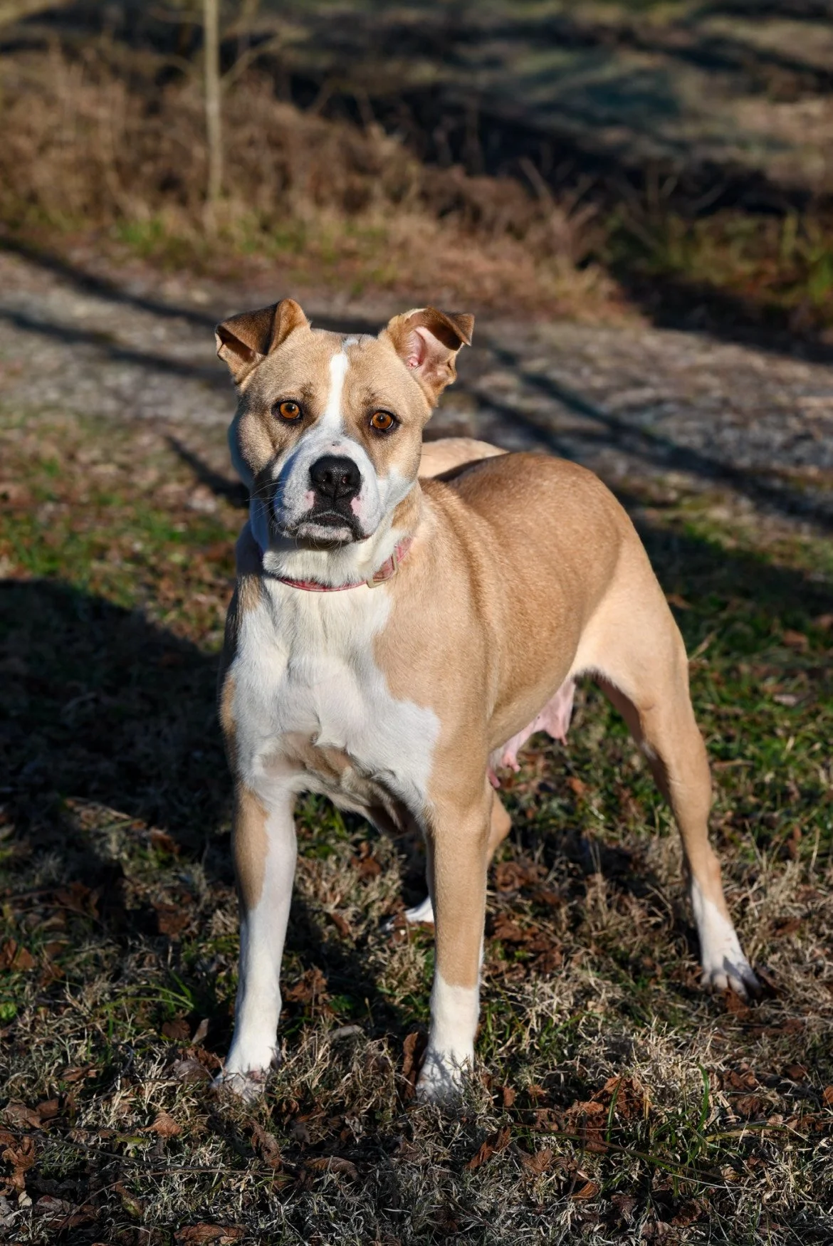 Adoptable Millie