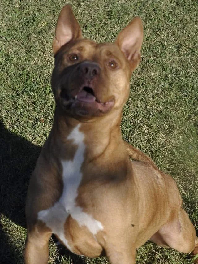 2022 vs 2026&hellip; 

Today, Tater leaves for a new life.

Tater is one of the 42 dogs from the hoarding case in Montgomery County. Before that, years ago, he had already survived unthinkable cruelty &mdash; pulled from Georgia after being used as a