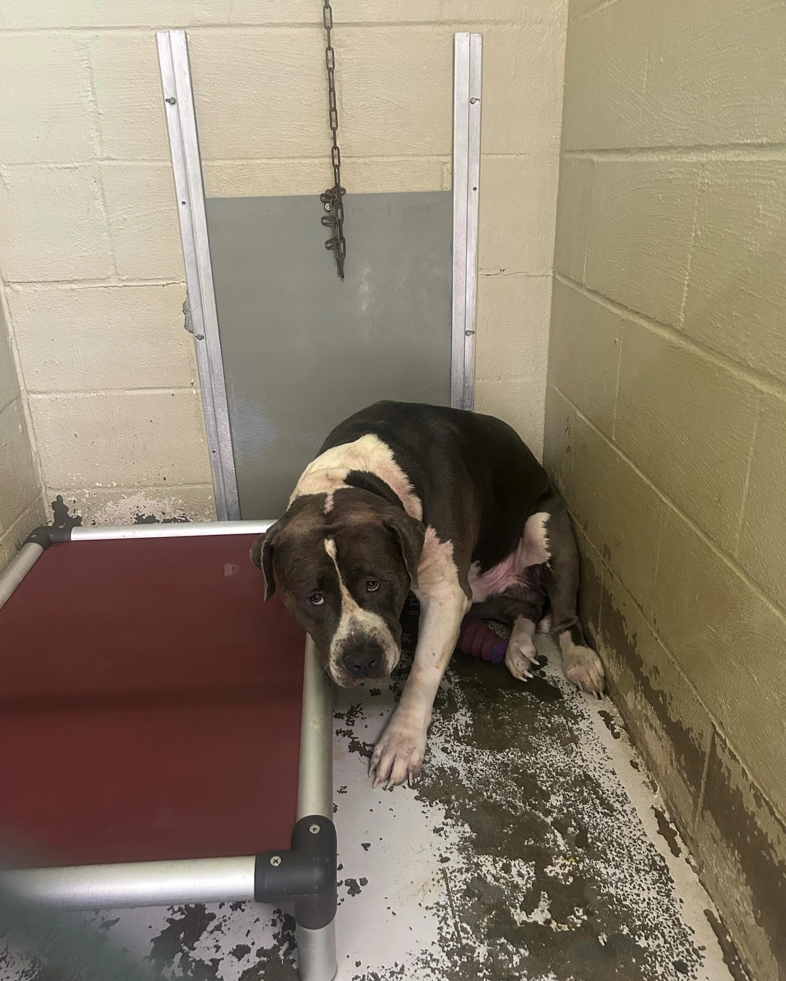 He is officially out of the shelter and safe with a foster ❤️

Now the real work begins. He has a long road ahead, and we are setting a $2,500 fundraising goal to help cover his care and the many others depending on us.

While our balance may look ok