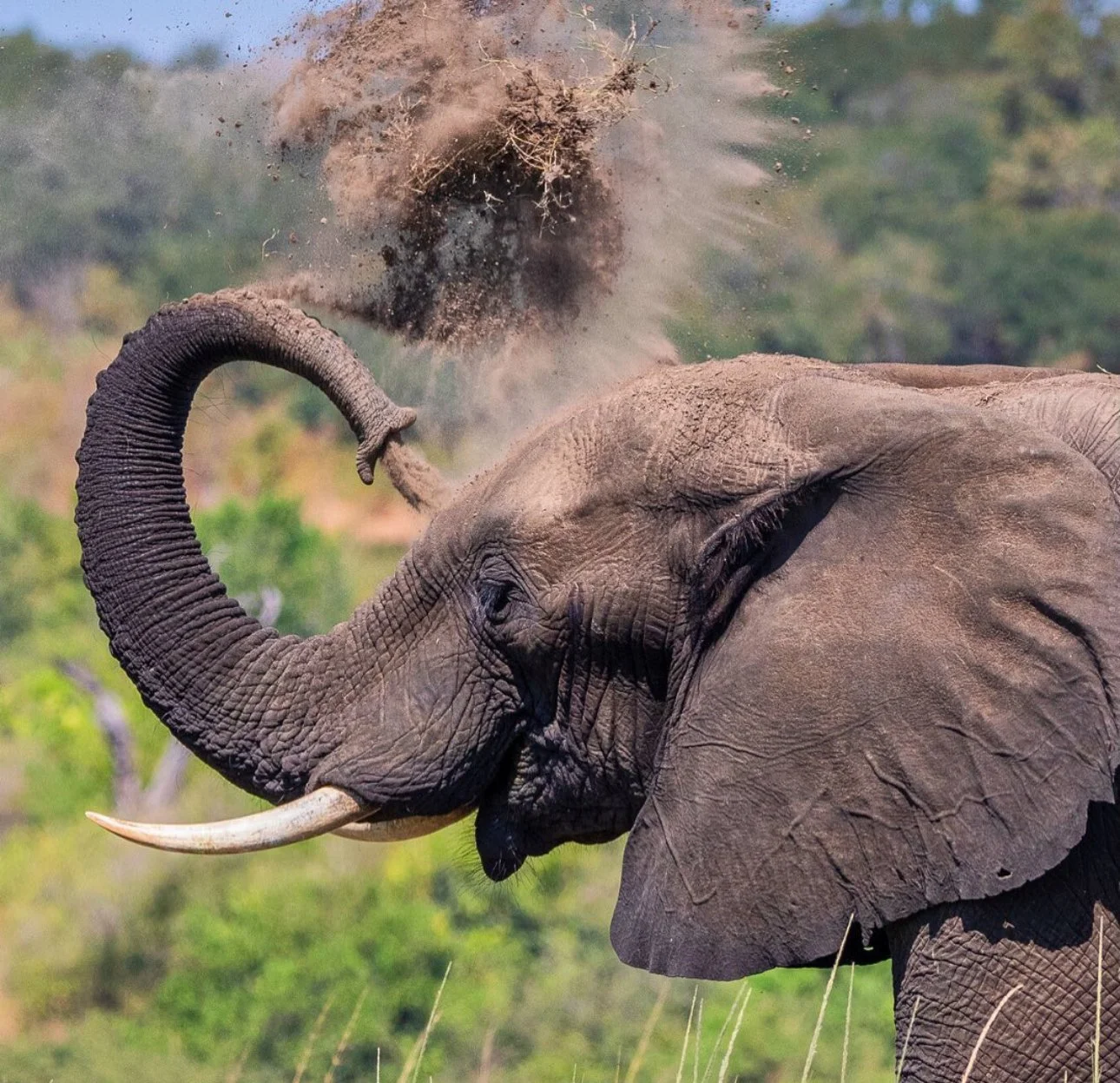 Botswana Elephant Womans Retreat