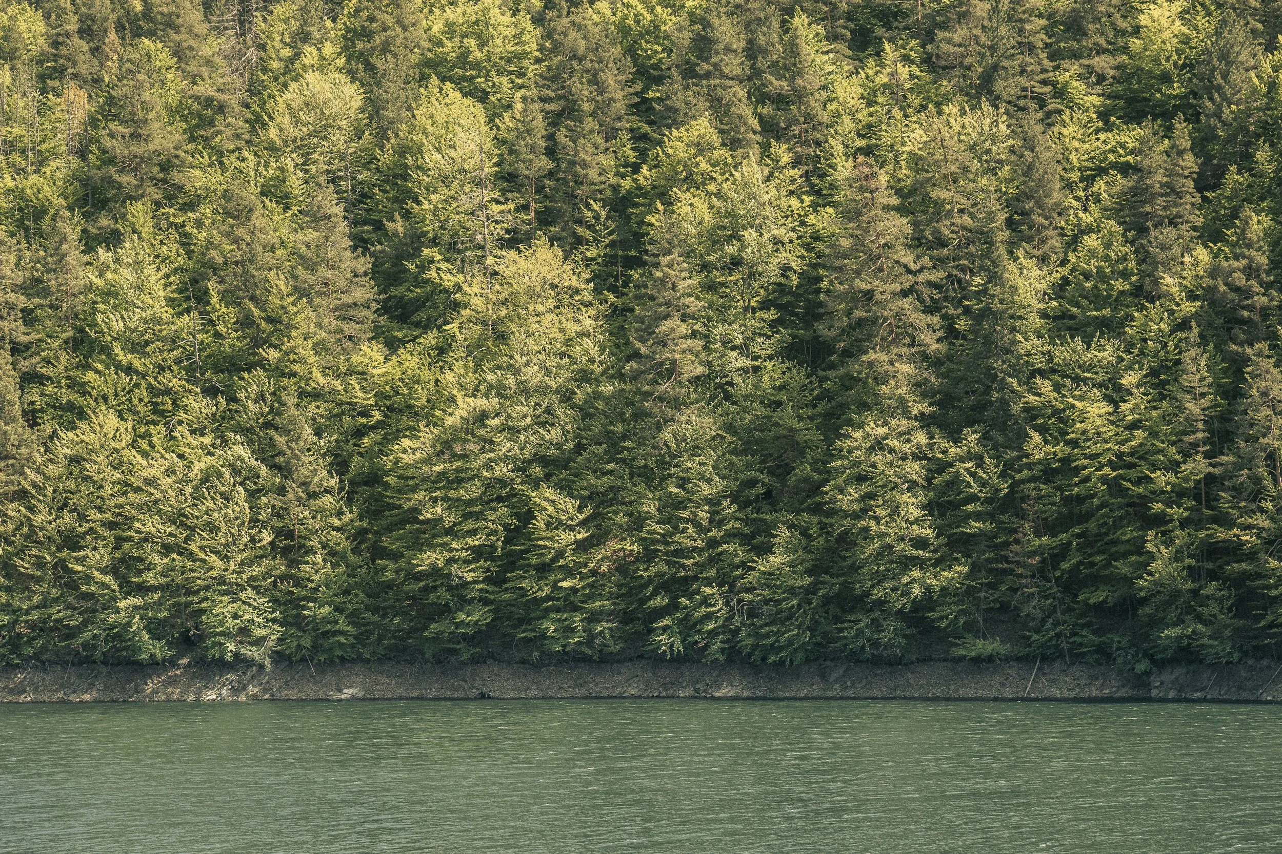 A view of a forested hillside with a river or lake in the foreground.