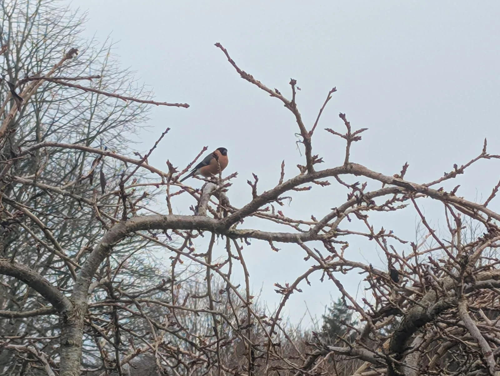 Nesting Bird Surveys